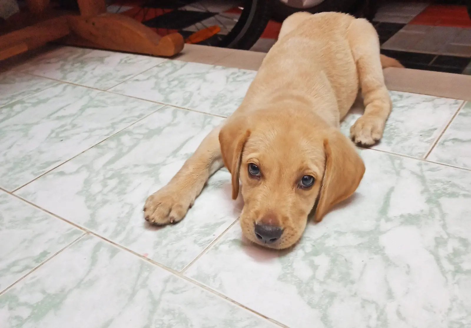 A tan puppy with floppy ears and blue eyes lying on a tiled floor, looking directly at the camera.
