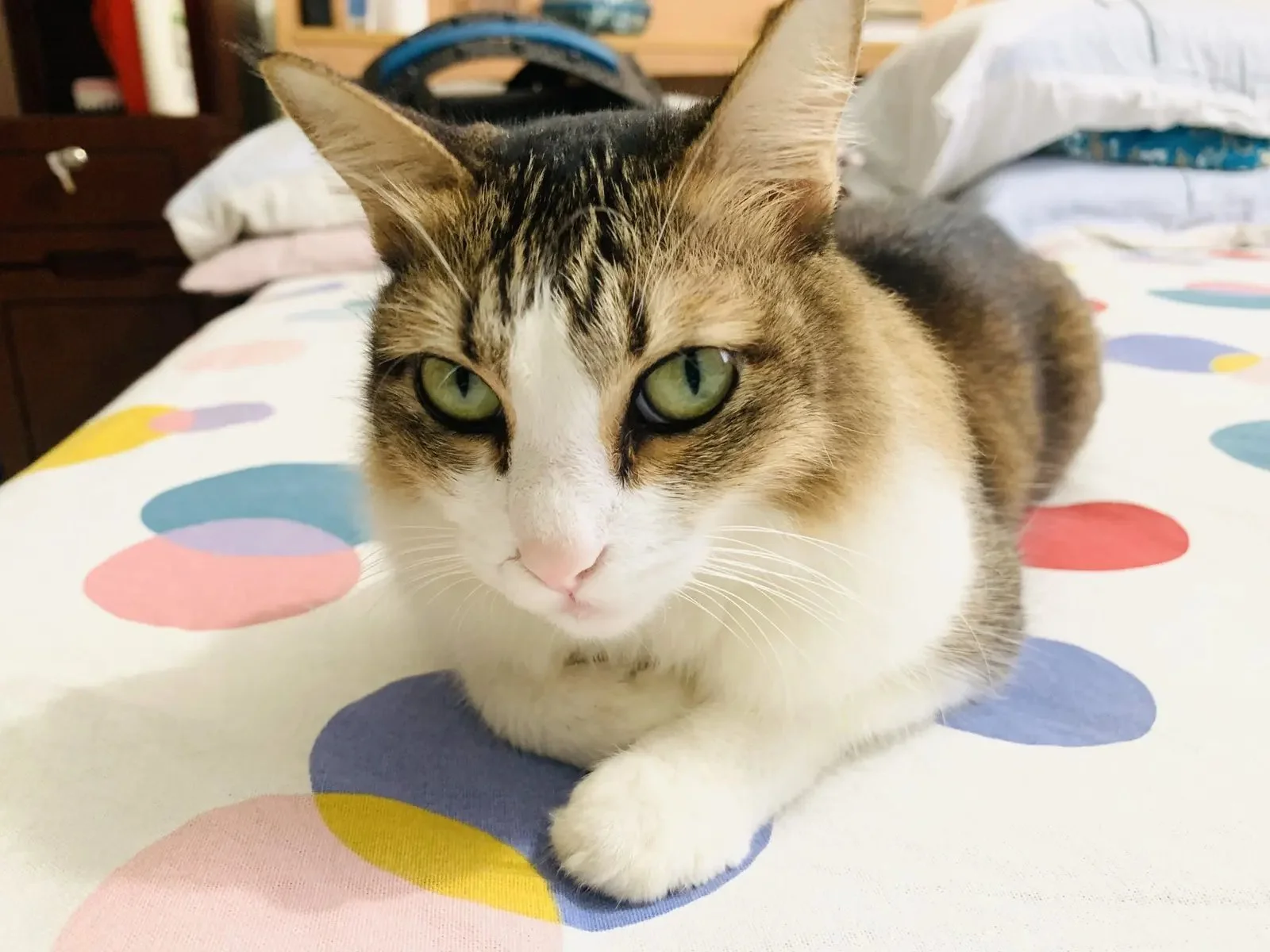 Gray and white tabby cat lying on a colorful polka dot bed, looking at the camera with green eyes.