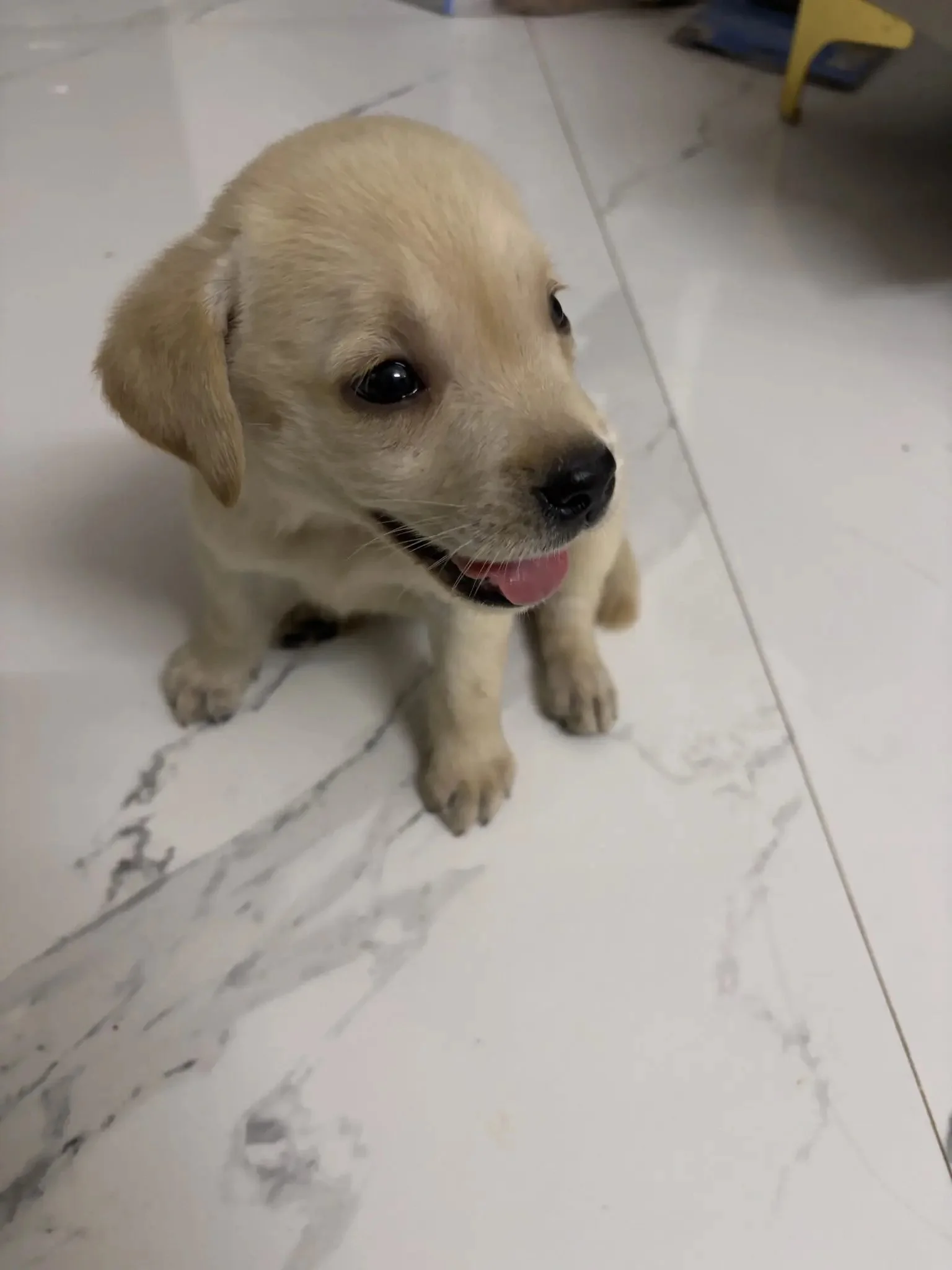 A cute yellow Labrador puppy sitting on a white tile floor with a slight smile and tongue slightly out.
