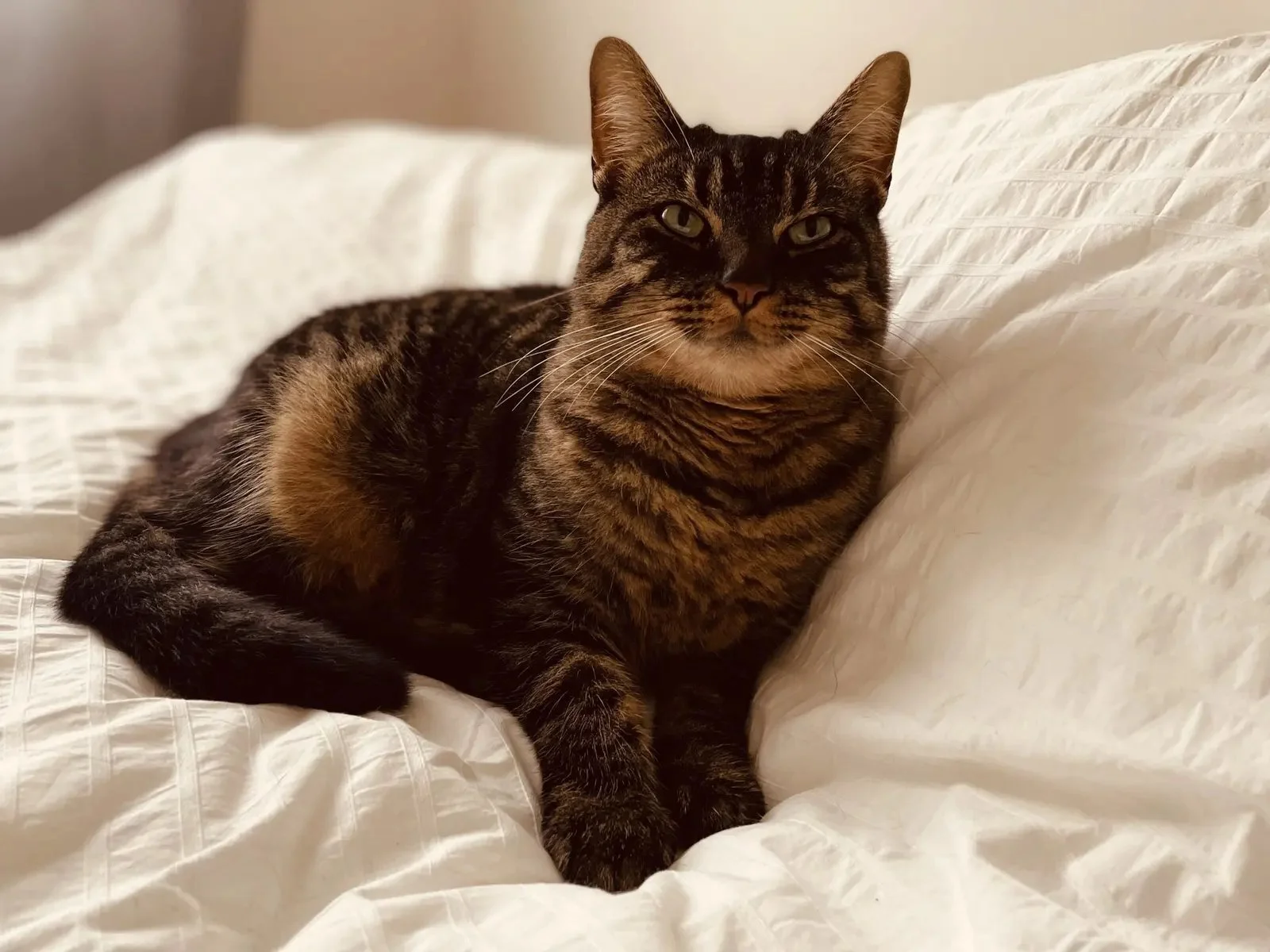 A tabby cat with yellow eyes lying on a white bed with textured bedding and a pillow.
