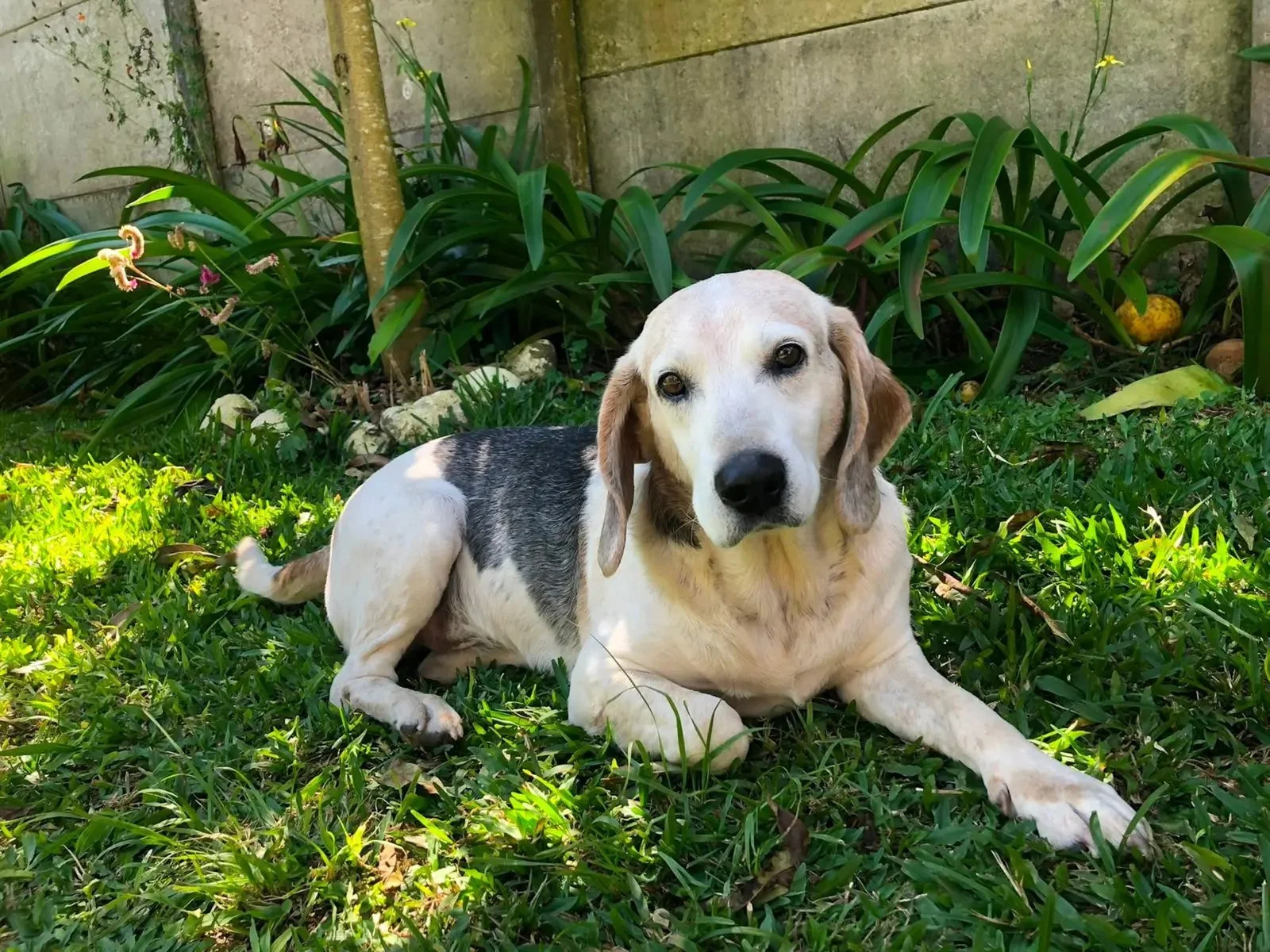 A dog lying on the grass in a backyard with green plants and concrete wall in the background.