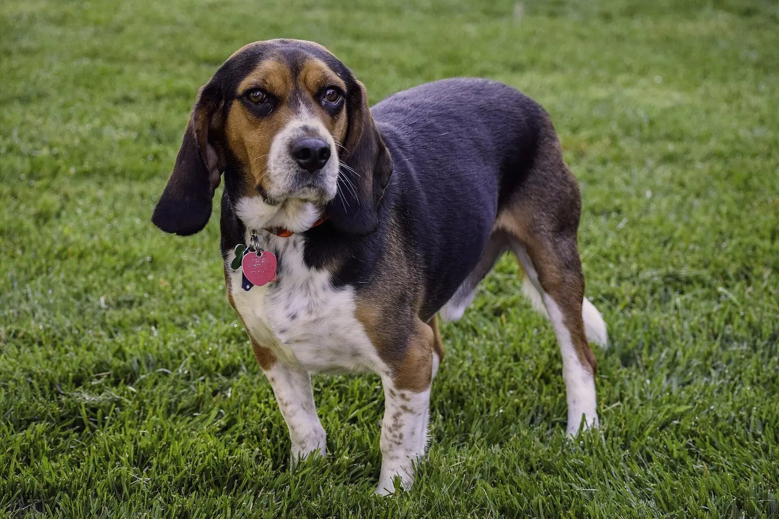 A beagle dog standing on green grass, looking at the camera, wearing a red collar with tags.