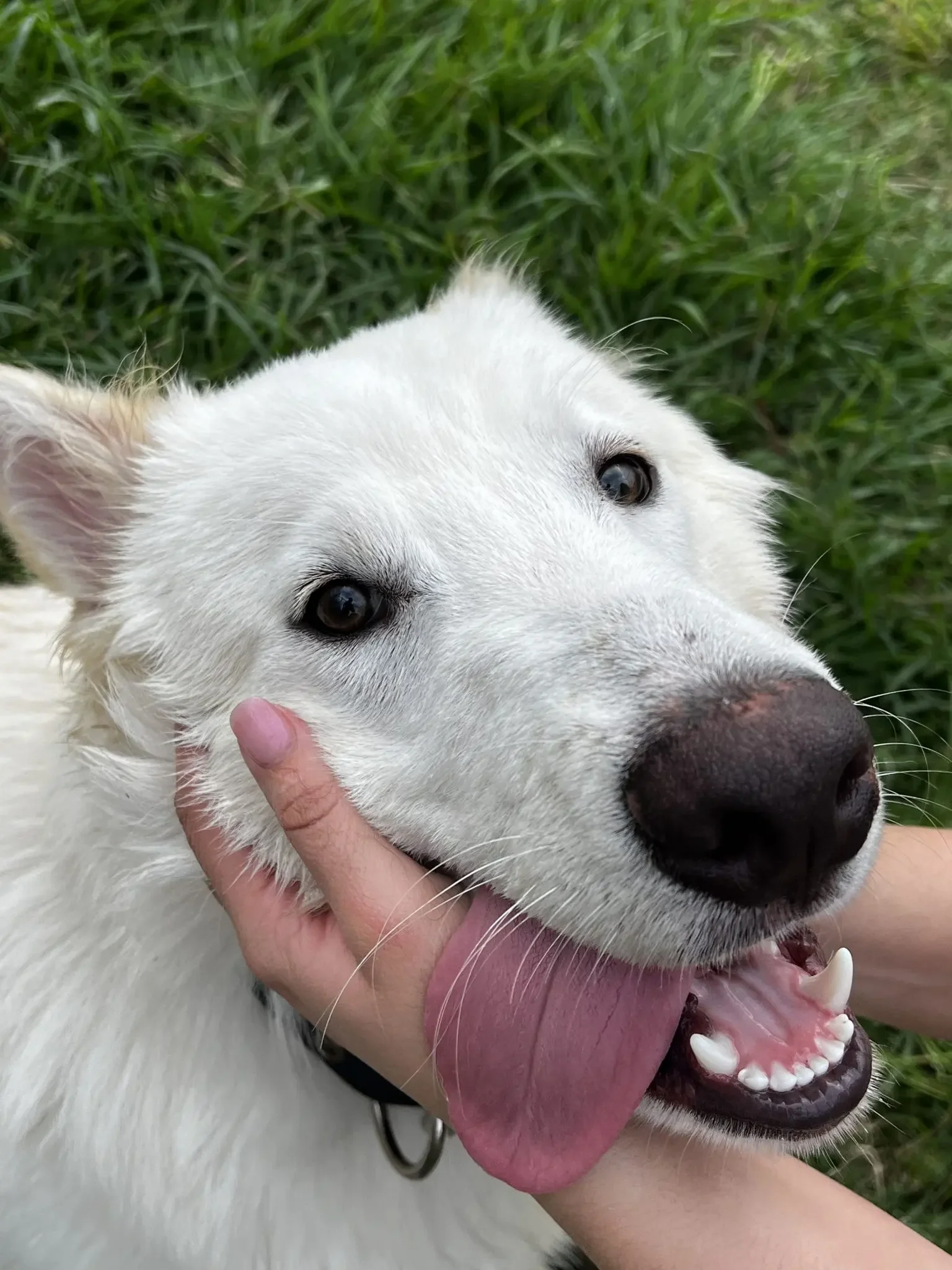 Close-up of a happy, white dog with its mouth open, showing teeth and tongue, being petted on the chin by a person's hand, outdoors with green grass in the background.