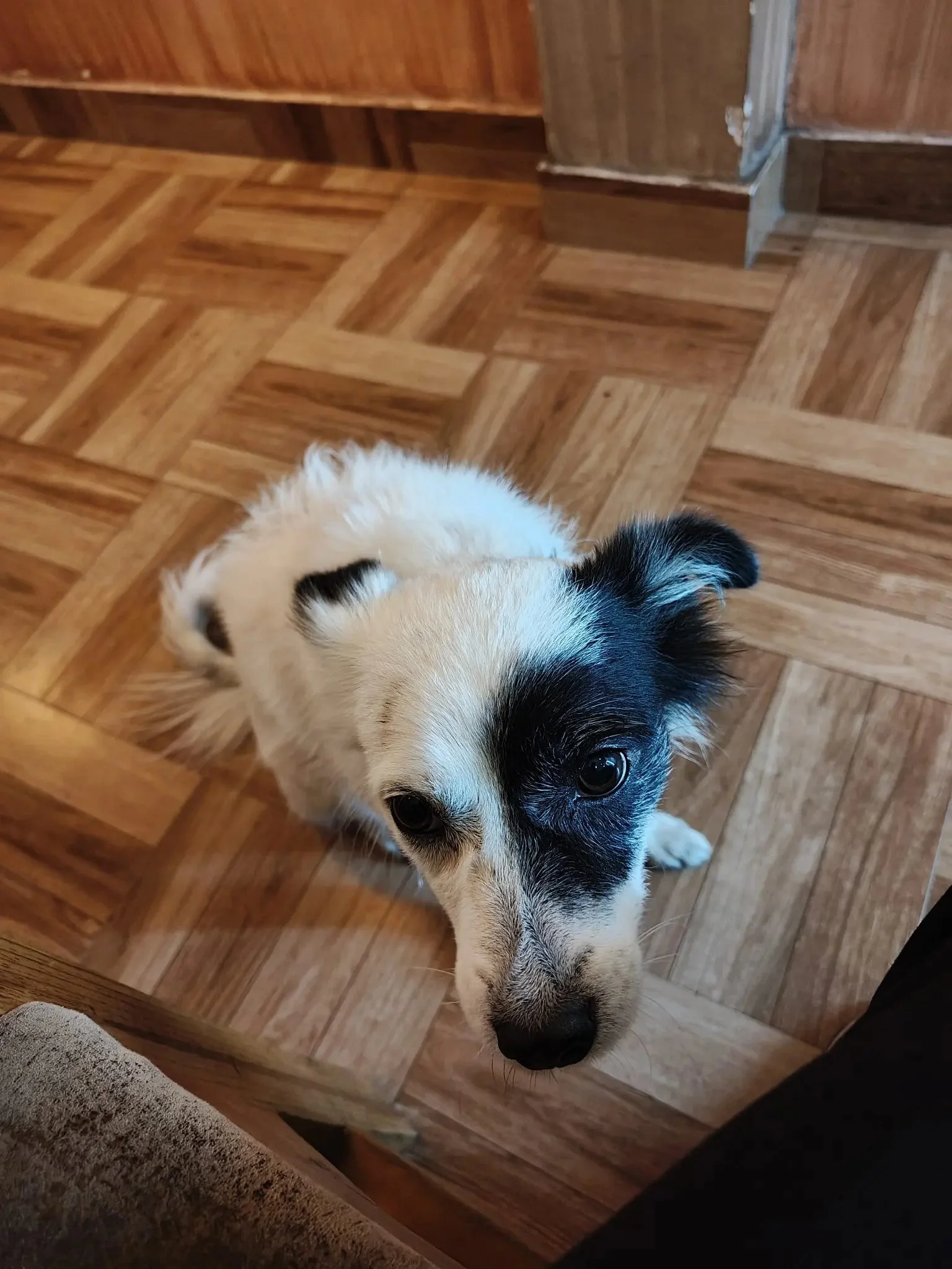 A curious dog with black and white fur, looking up at the camera on a wooden parquet floor.