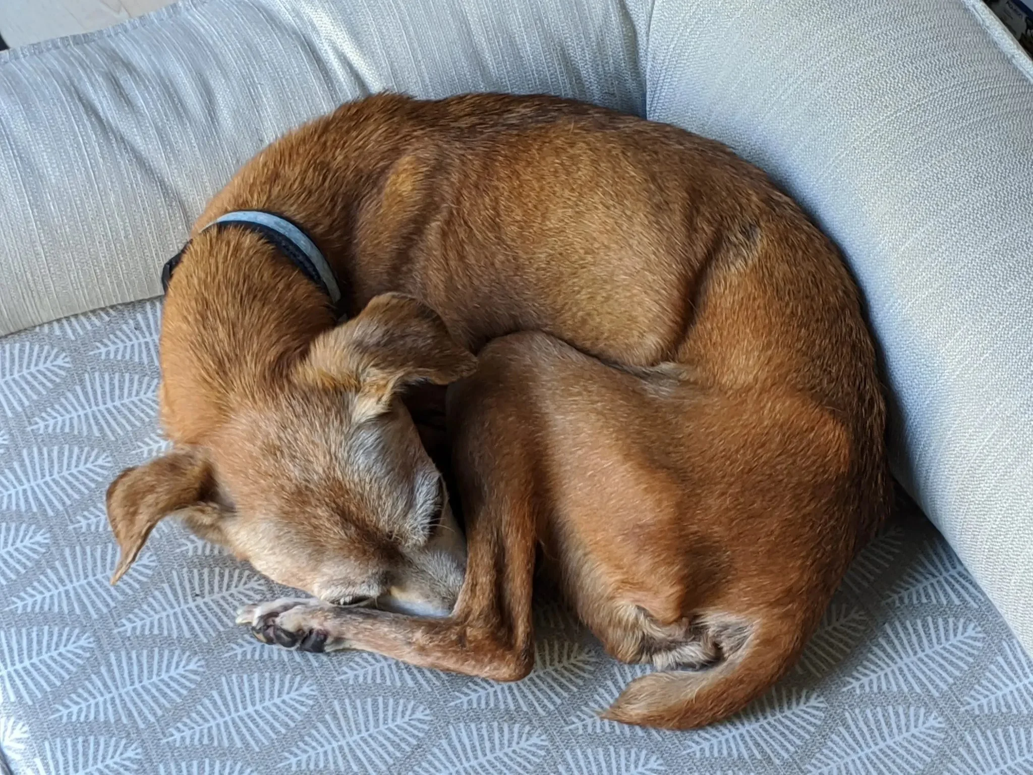 A brown dog with a black collar curled up and sleeping on a gray patterned couch.