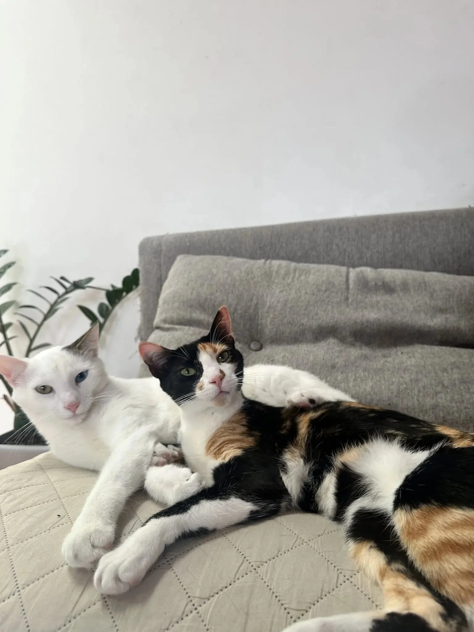Three cats lying on a bed with a gray headboard in front of a plain white wall.