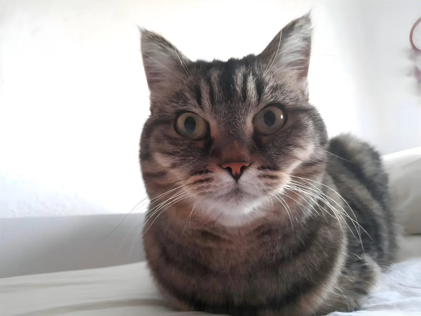 Close-up of a tabby cat with gray and black striped fur, green eyes, and a pink nose, lying on a white surface with a bright background.