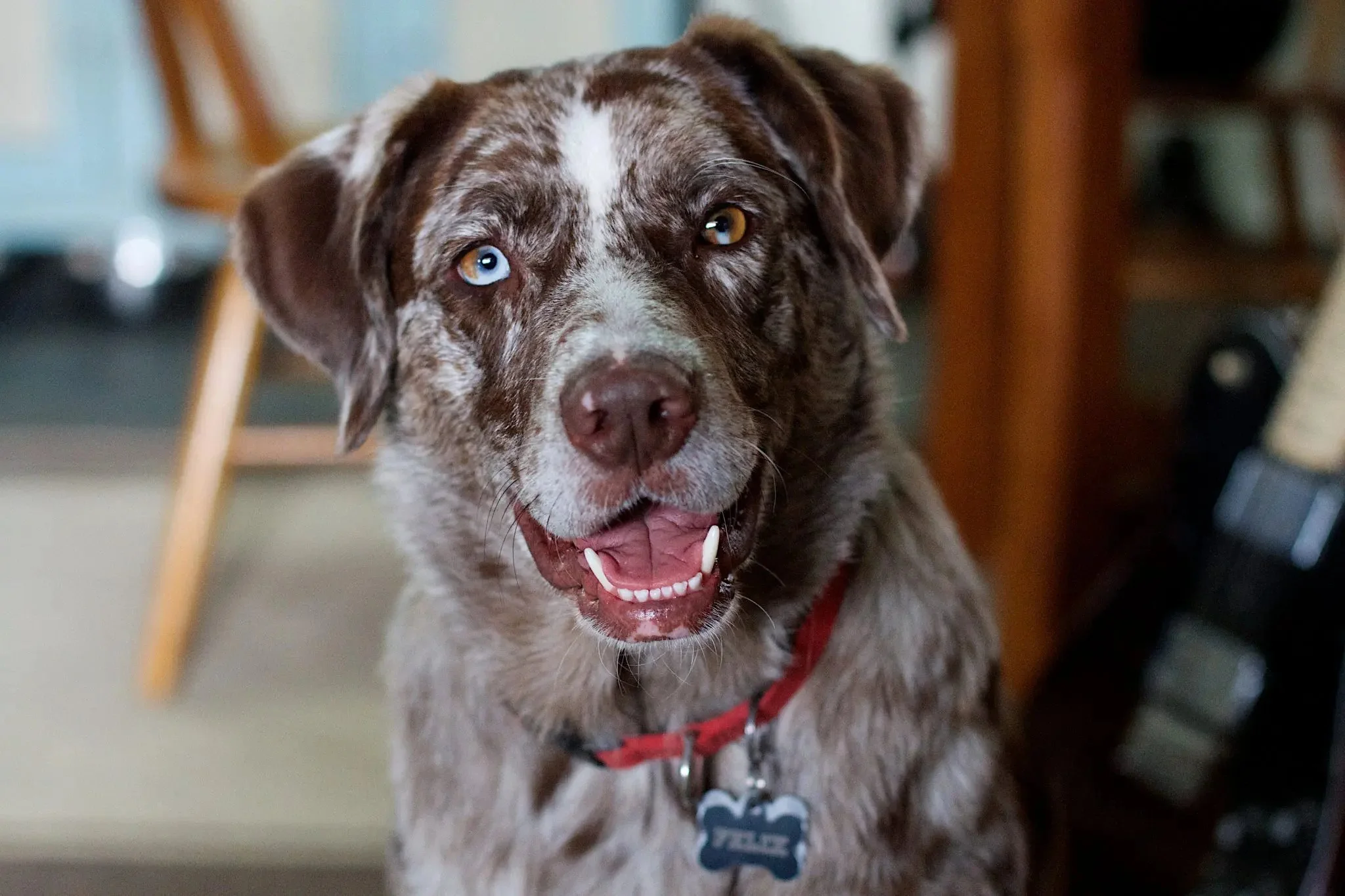 A close-up of a brown and white speckled dog with blue and brown eyes, panting, wearing a red collar with a dog tag, indoors.