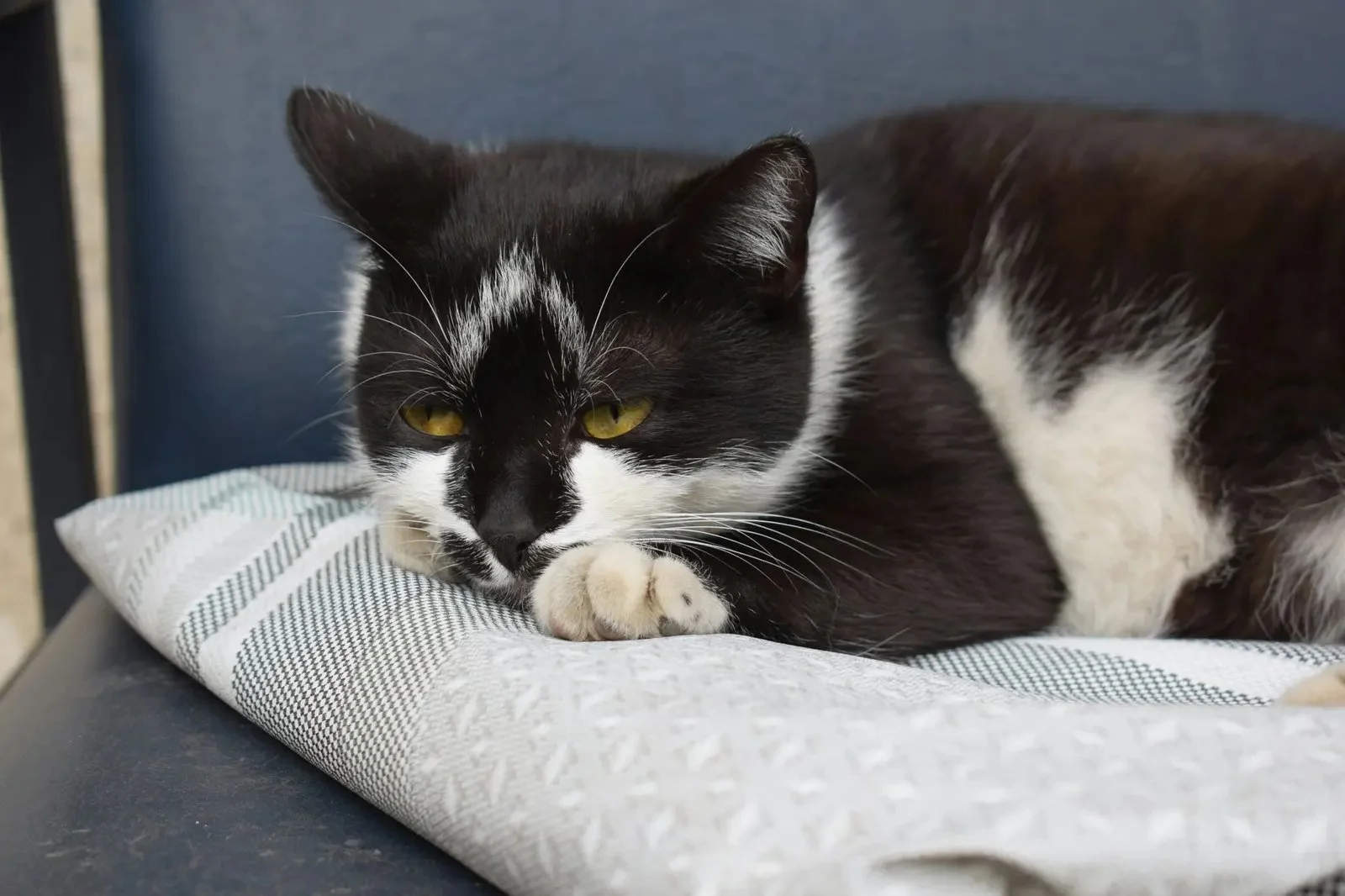 Black and white cat lying on a striped cloth, resting its head on its paw, with yellow eyes and a relaxed expression.