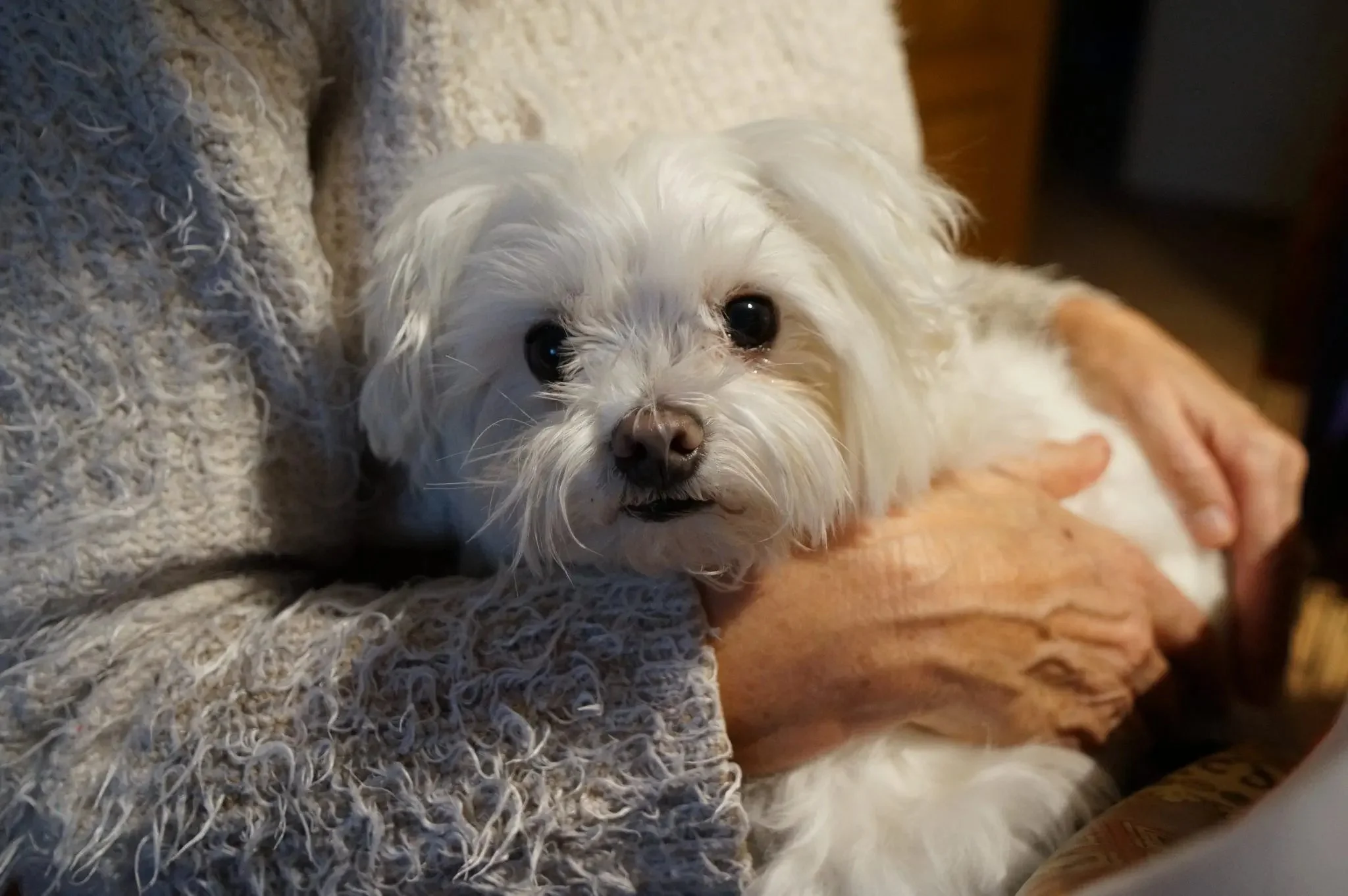 Close-up of a small white dog with fluffy fur, black eyes, and a black nose lying on a textured, gray fabric surface.