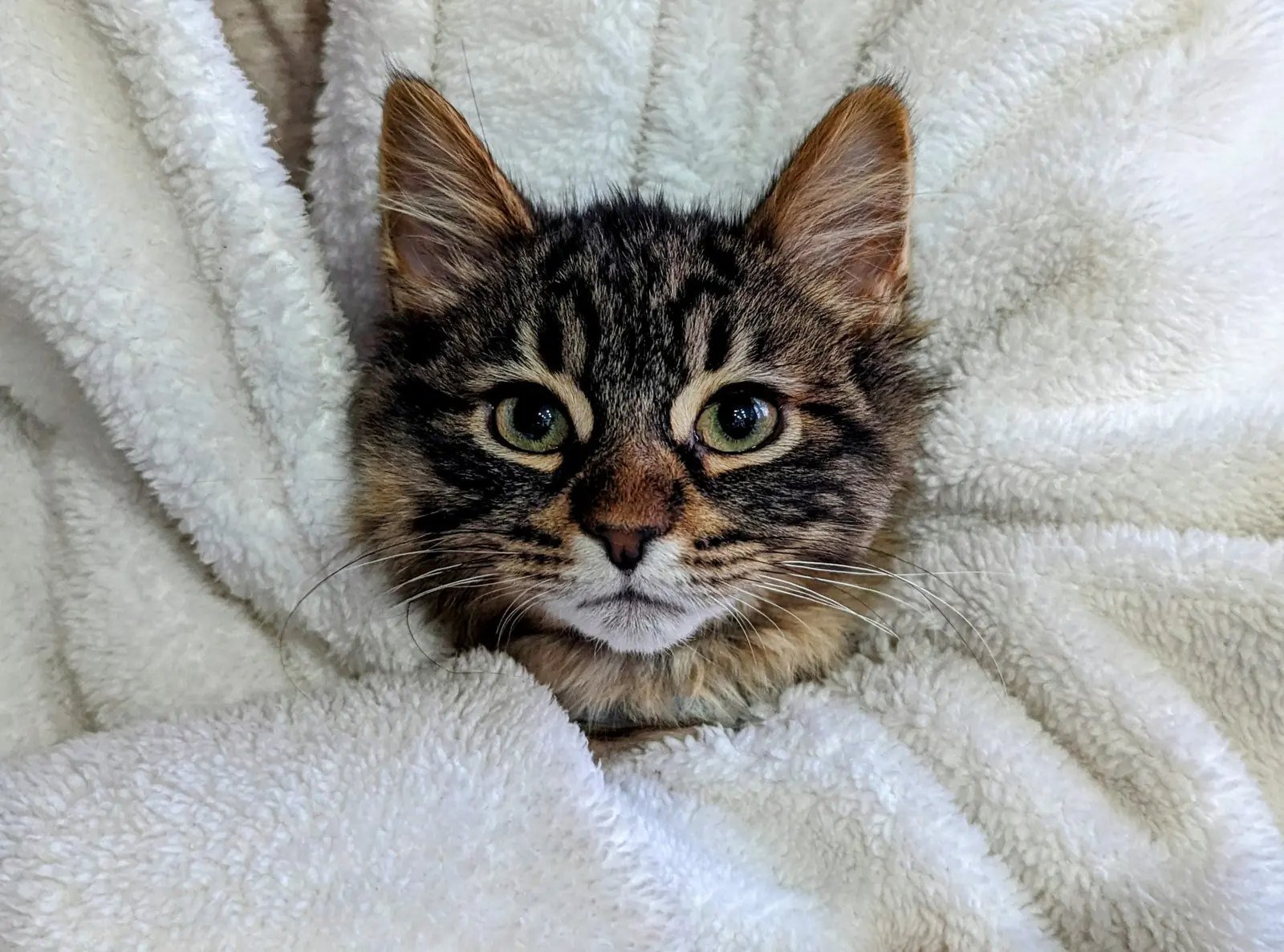 A close-up of a tabby cat with green eyes, lying on a soft, white fleece blanket.