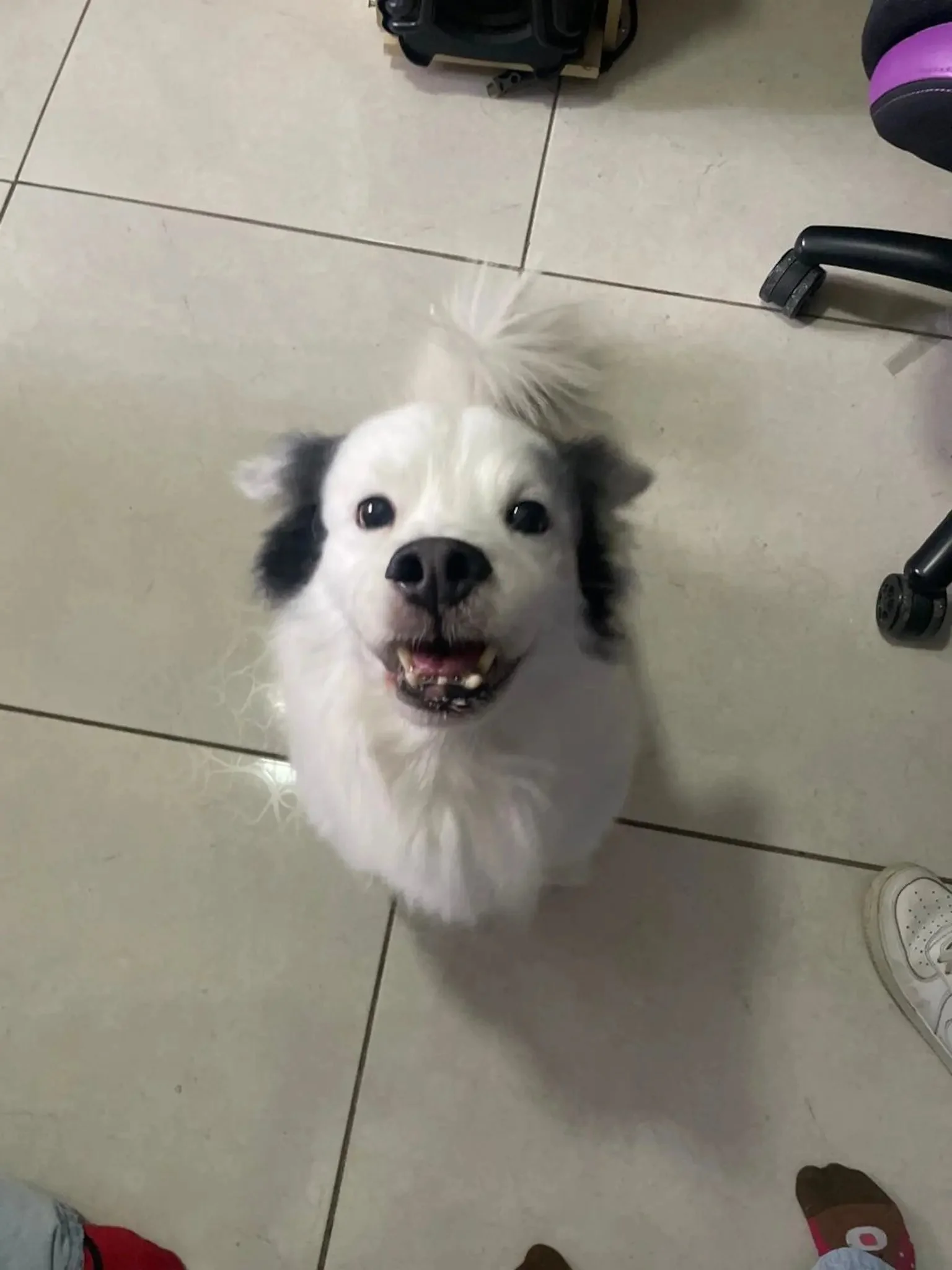 A black and white puppy with a happy expression looking up at the camera. The puppy has black patches on its ears and around its eyes, and a predominantly white face. The photo is taken indoors with tiled flooring, and parts of shoes and furniture are visible.