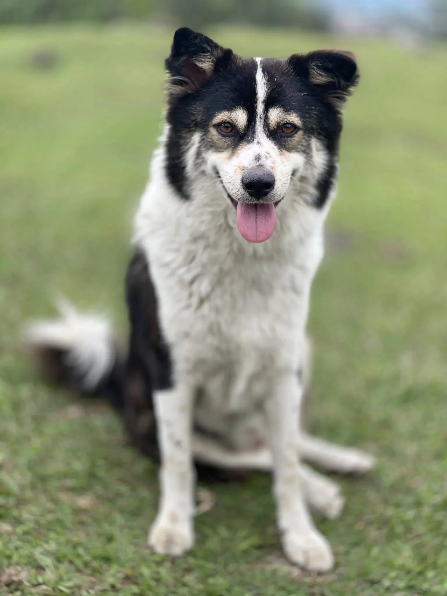 A dog with black and white fur walking towards the camera on a grassy field, with its tongue out and ears perked up.