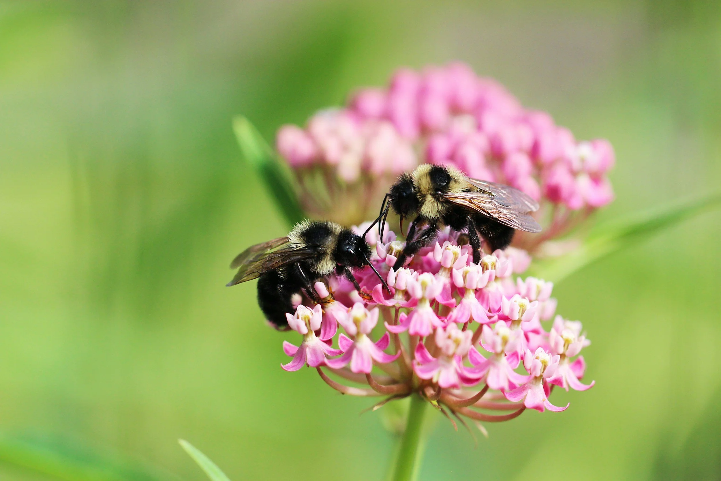 Close-up of two bumblebees gathering nectar from a pink wildflower against a blurred green background.