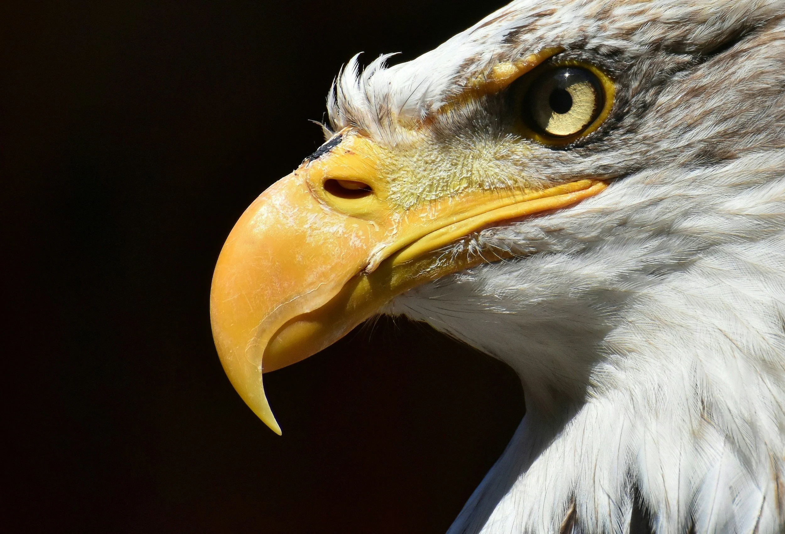 Close-up of a bald eagle's head, showing its yellow beak, sharp eye, and white feathers against a black background.