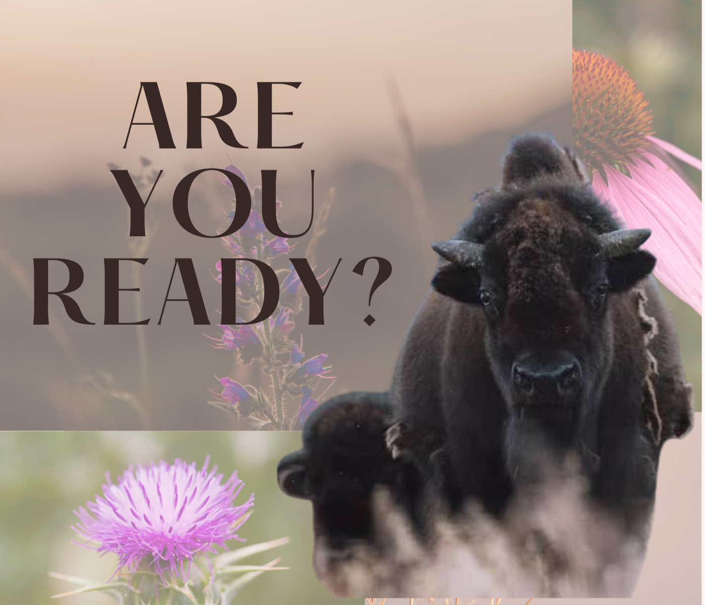 A puppy with a superimposed background of flowers and the text 'Are you ready?'