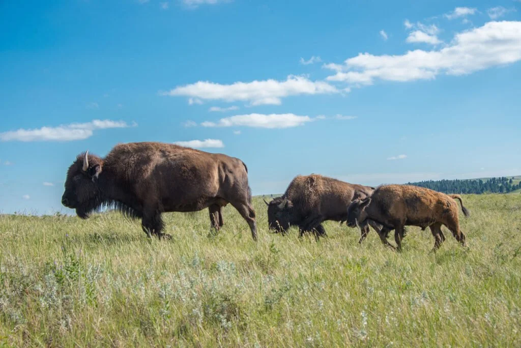 A herd of three bison grazing on a grassy plain under a blue sky with scattered clouds.