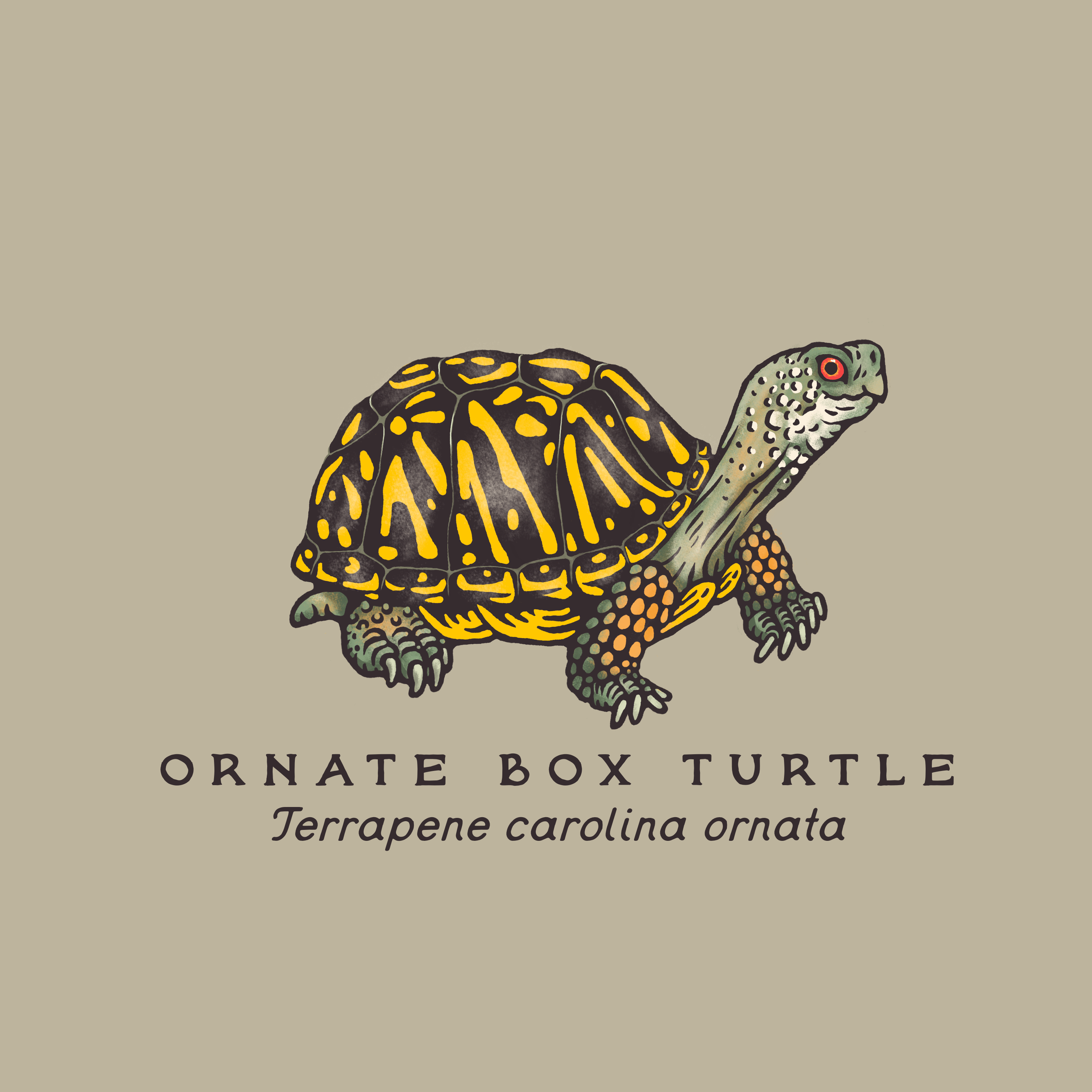 Ornate Box Turtle