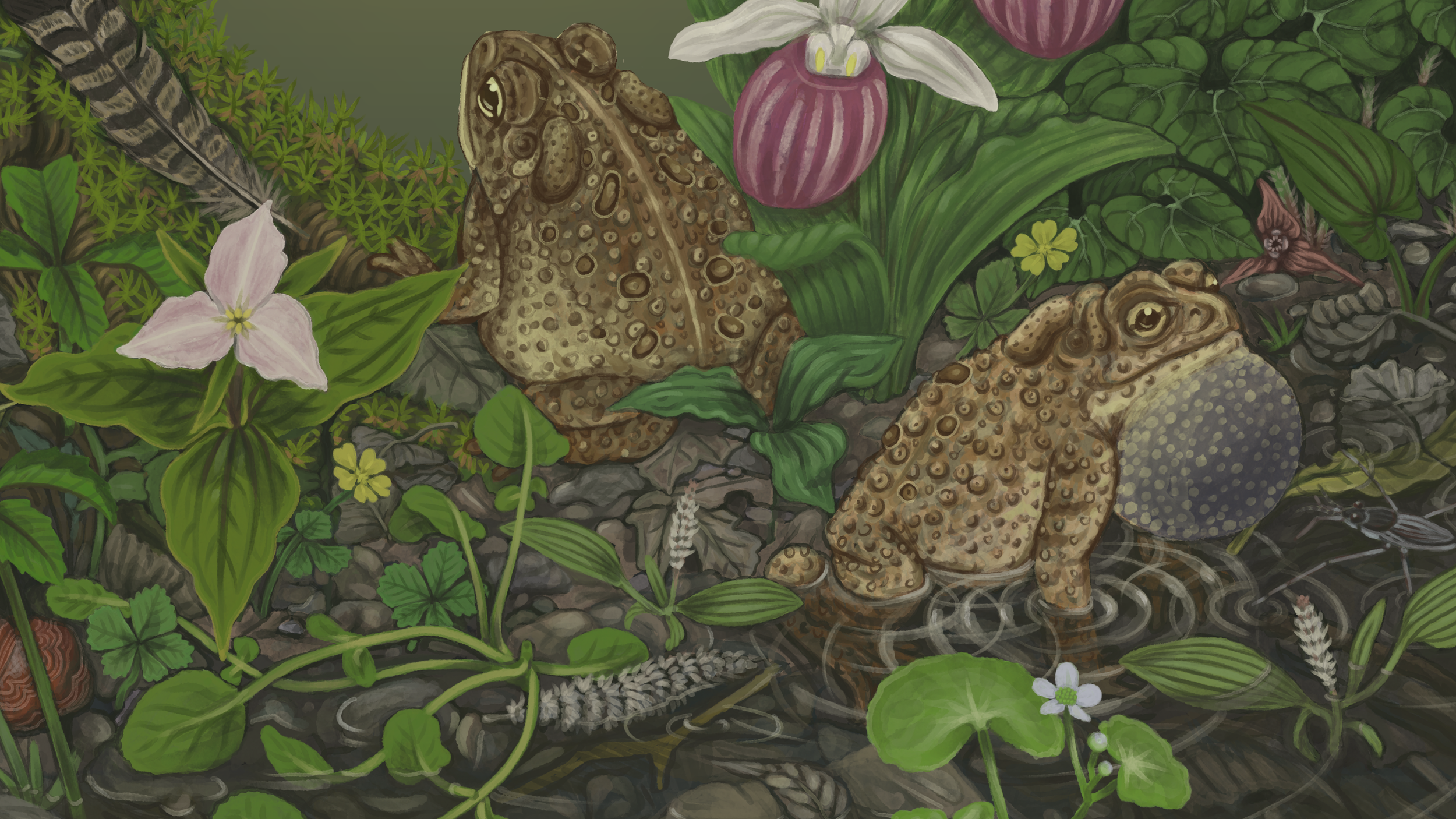 Toad Song Detail 1