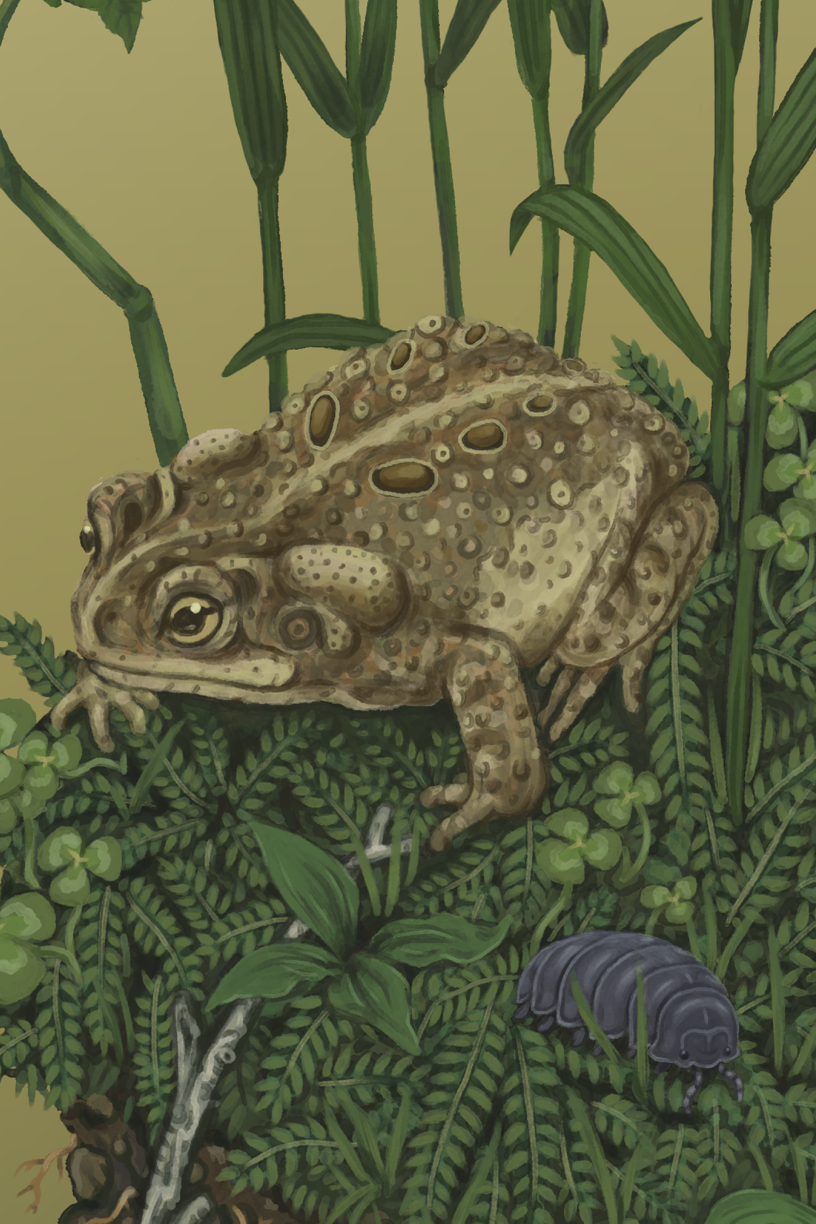 Toad Song Detail 3
