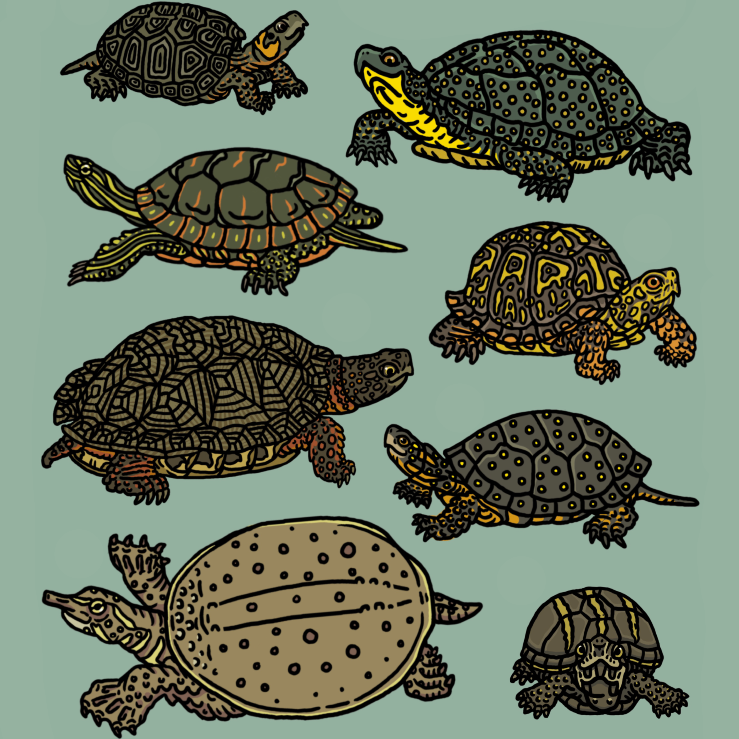 Turtles of N.A.