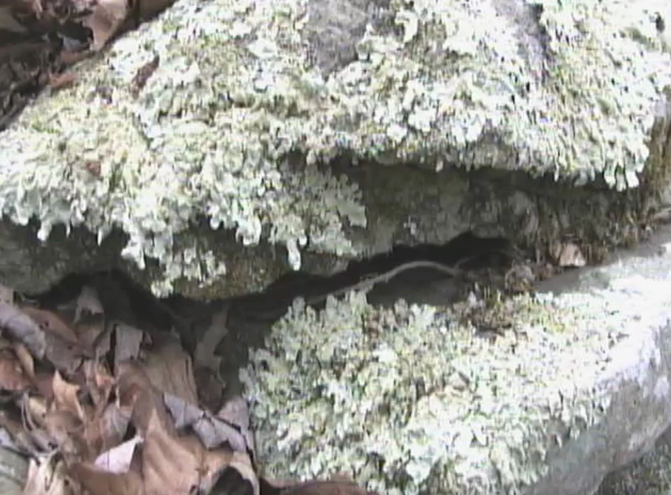 nature shot .jpeg