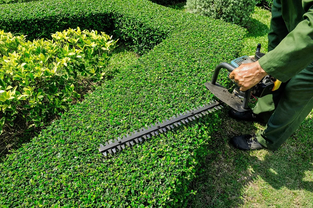 A person trimming a hedge with electric hedge trimmers in a garden.