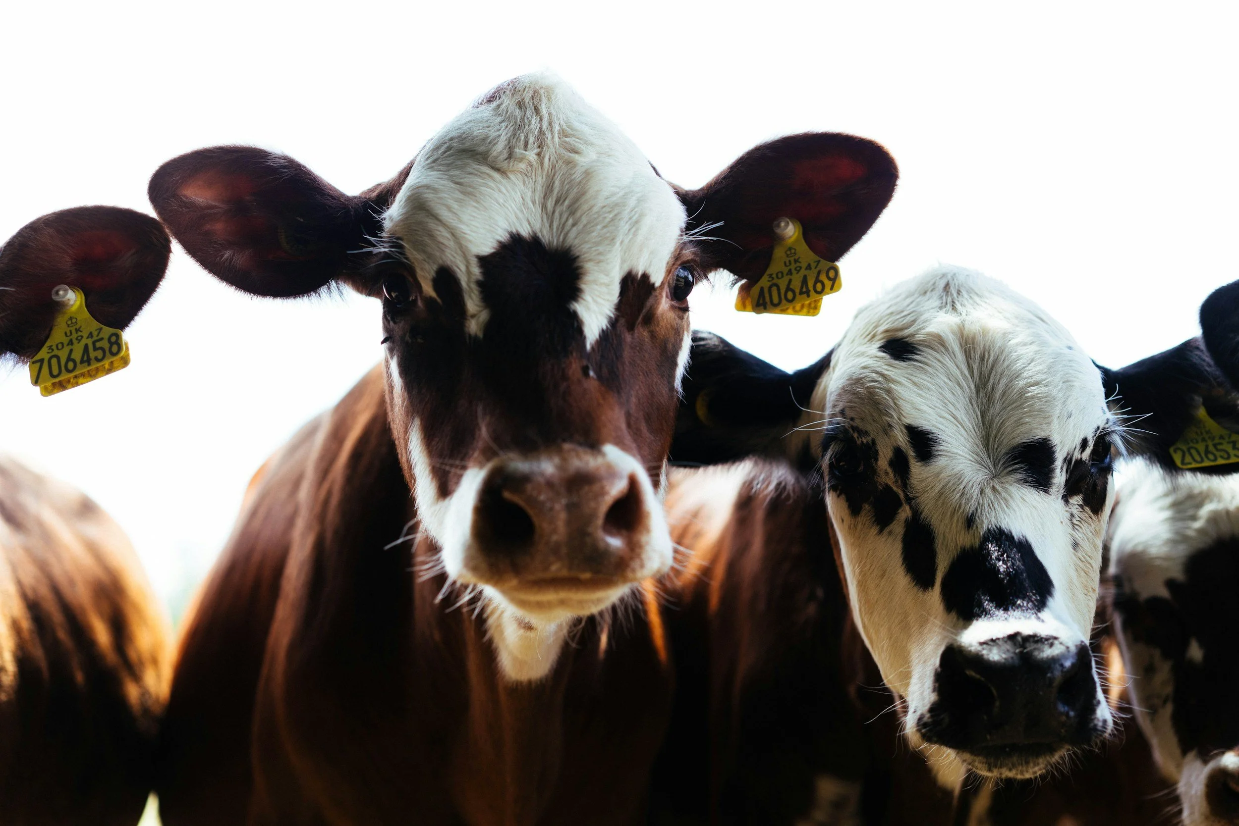 Close-up of several cows gathered together, with one cow prominently in the center looking into the camera.