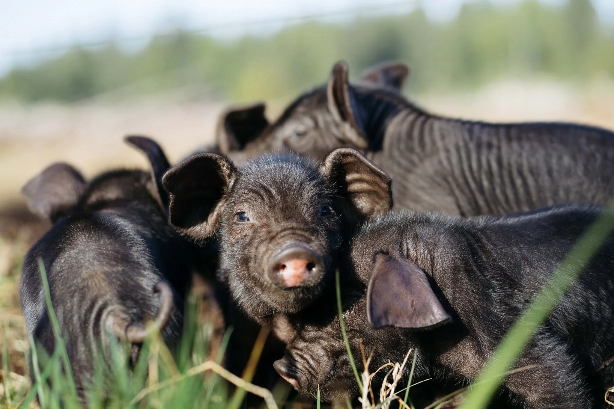 Group of piglets lying on the grass outdoors.