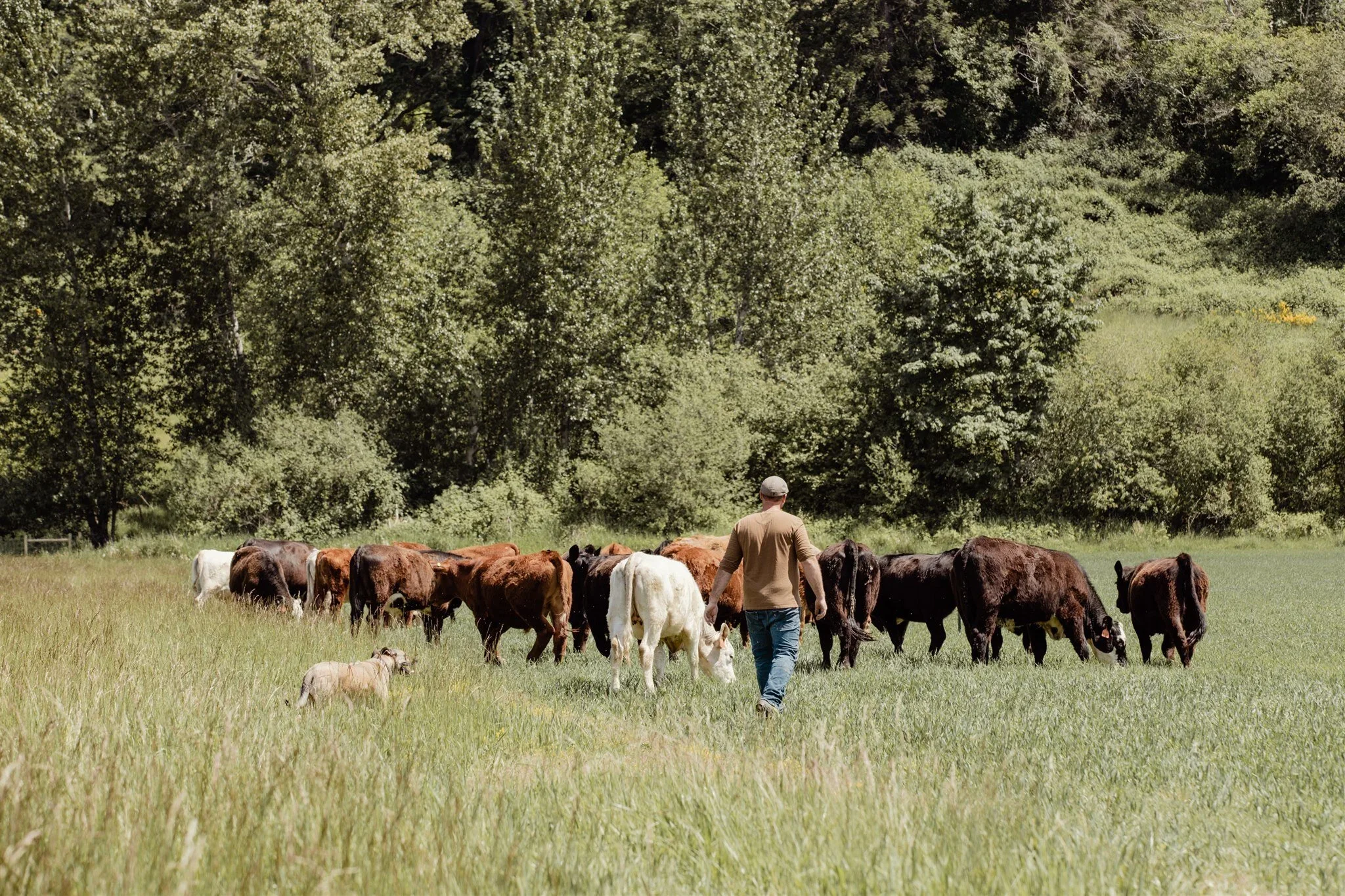 A man herding black, white, and brown cattle across a grassy field with dense green trees in the background.