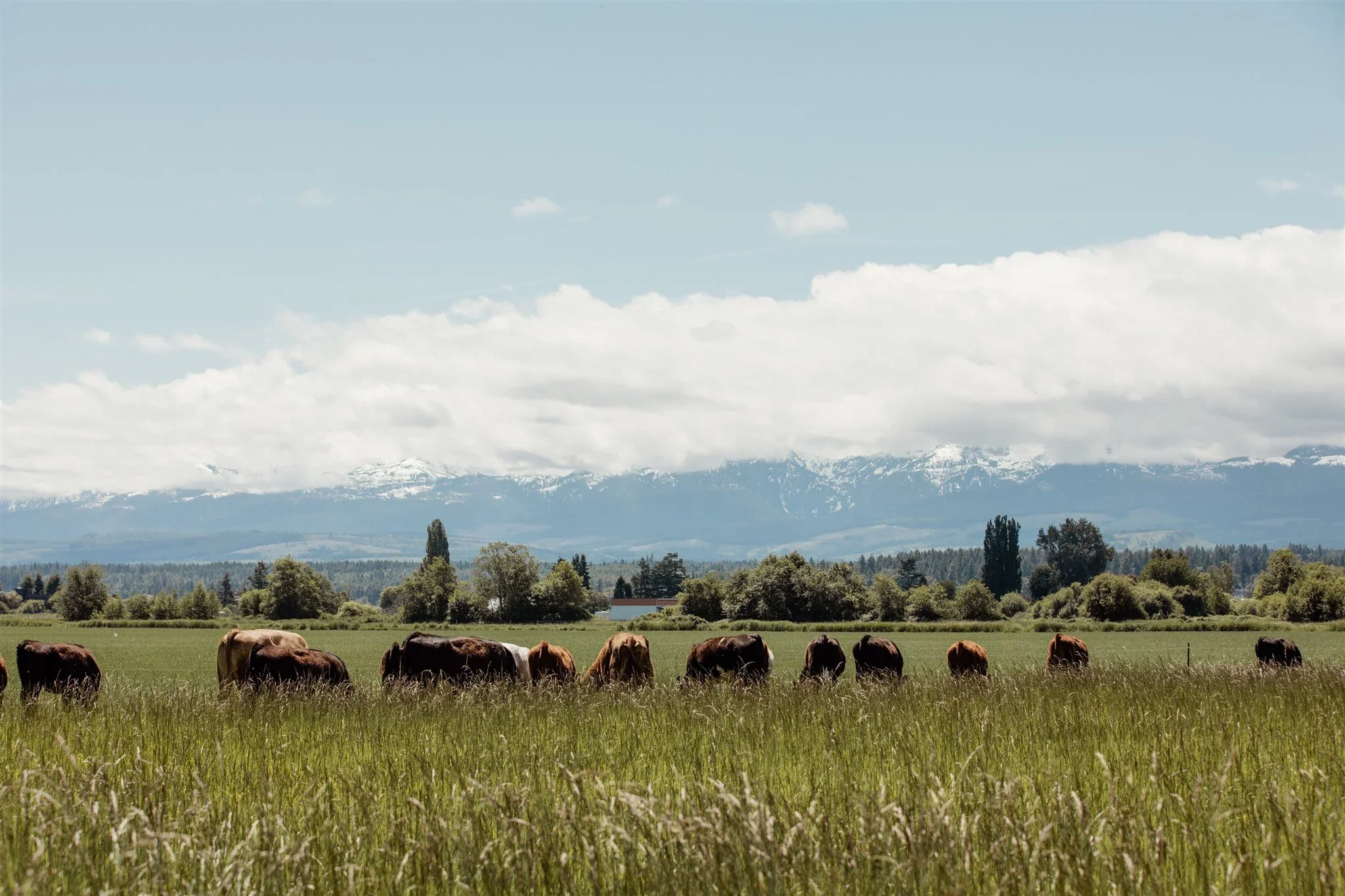 Grazing cows in a green field with a mountain range and partially cloudy sky in the background.