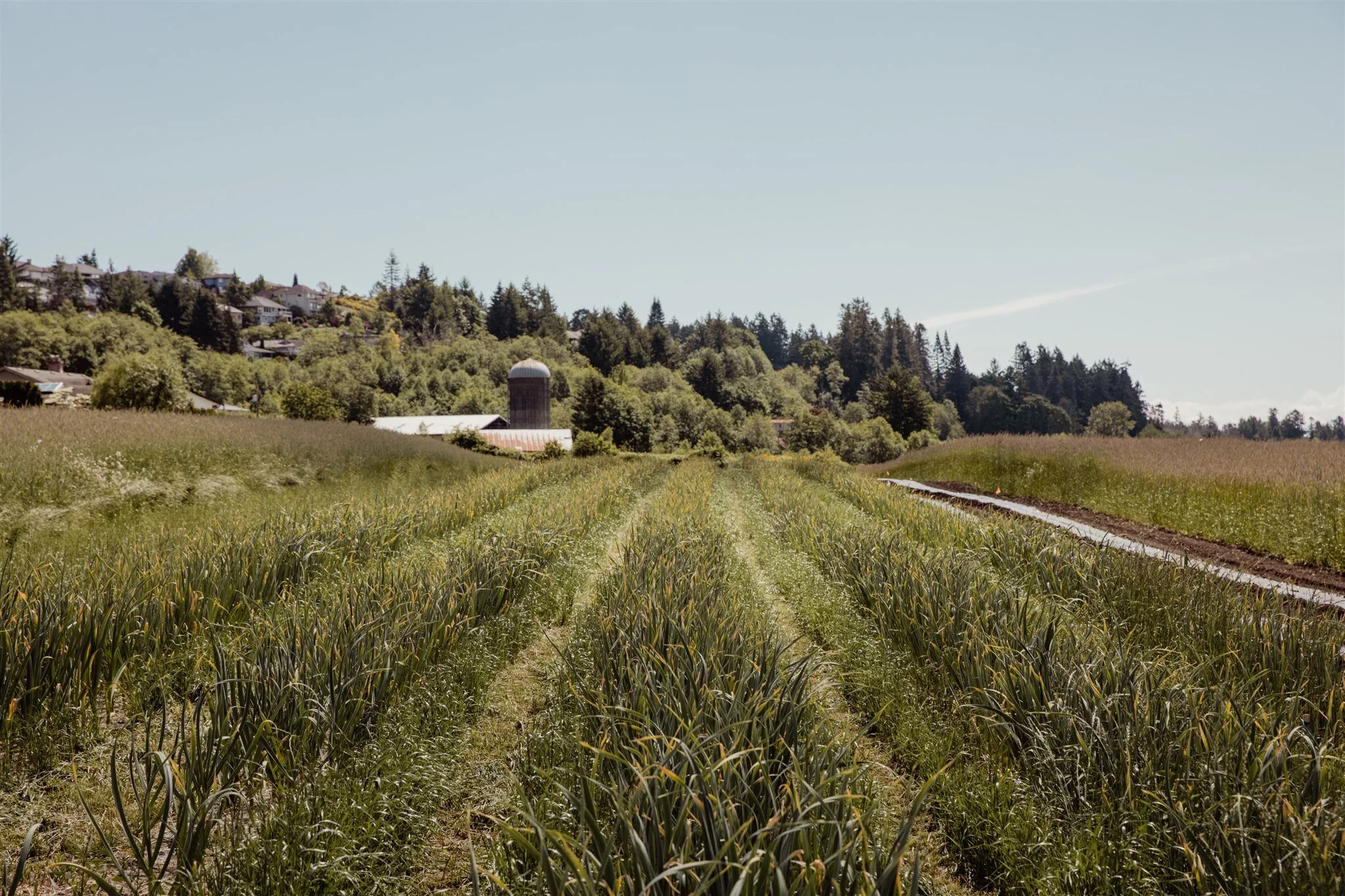 A farm field with rows of green crops, with houses on a hillside in the background under a clear blue sky.