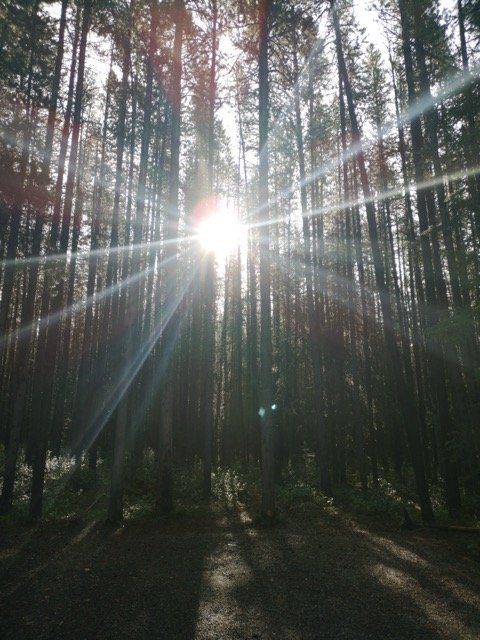 Sun shining through tall pine trees in a forest with sunlight creating lens flare and casting shadows on the ground.