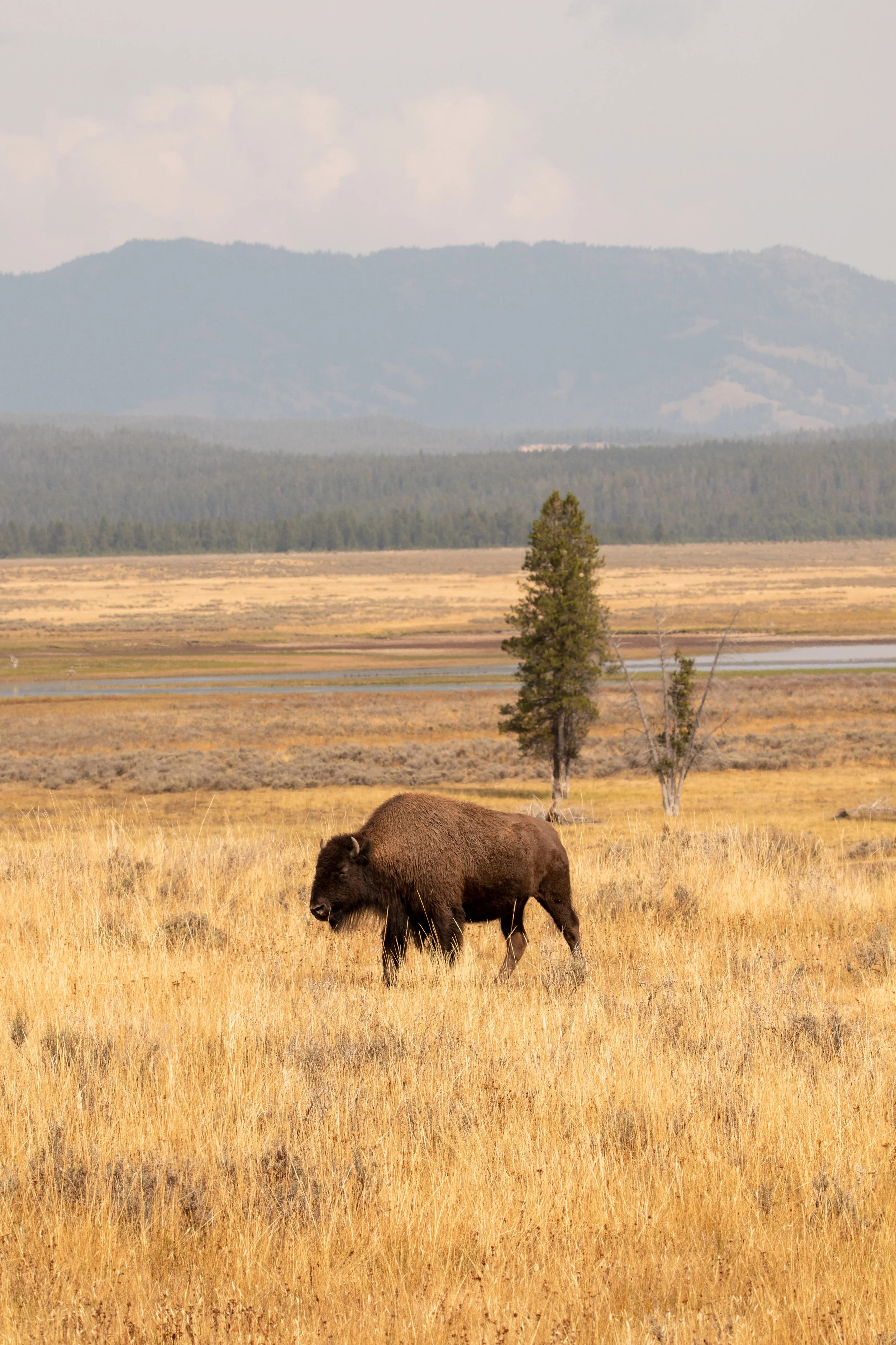 A bison grazing in a grassy field with trees, mountains, and cloudy sky in the background.