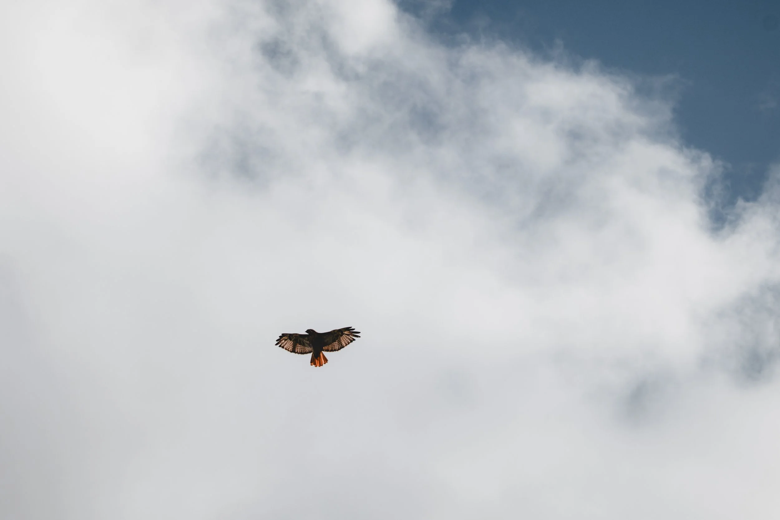 A bird flying in the sky with clouds in the background.