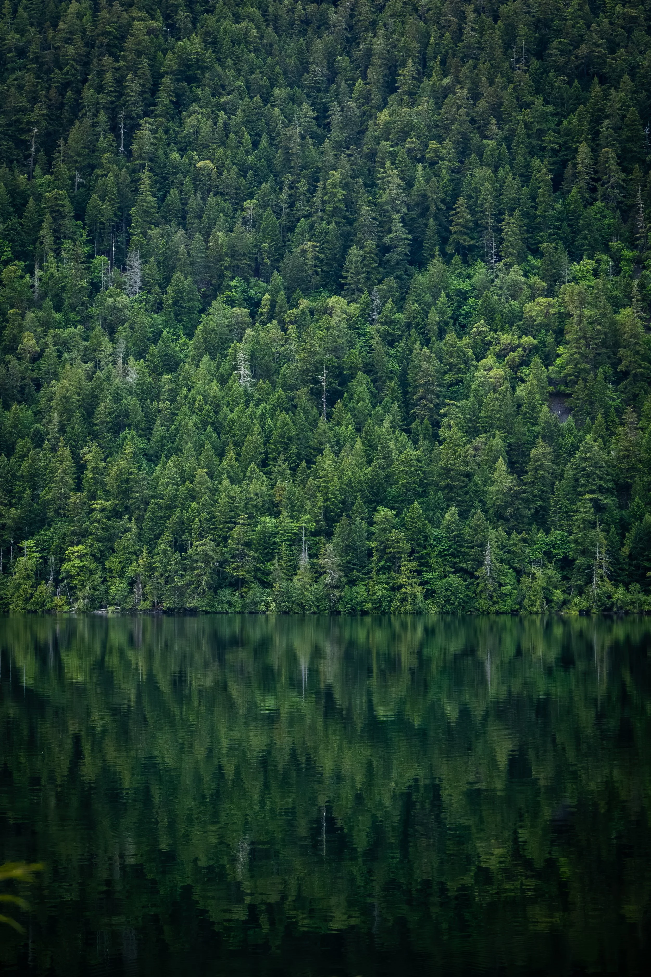 Reflections of a dense green forest on a calm lake.