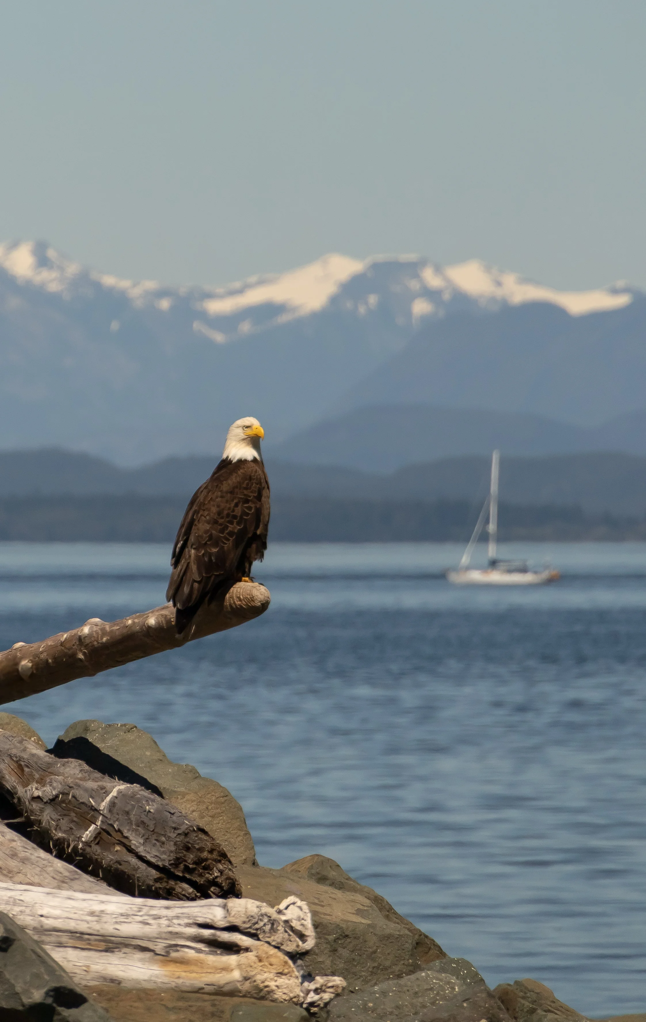 A bald eagle perched on a branch near a rocky shoreline with a body of water and snow-capped mountains in the background, and a sailboat in the water.