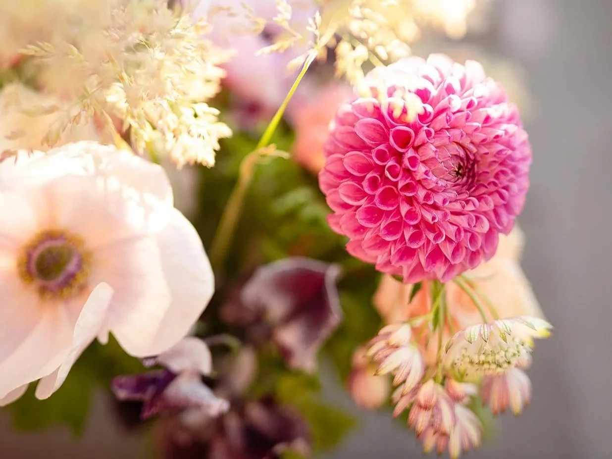 Close-up of a pink dahlia flower with other soft-colored flowers around it.