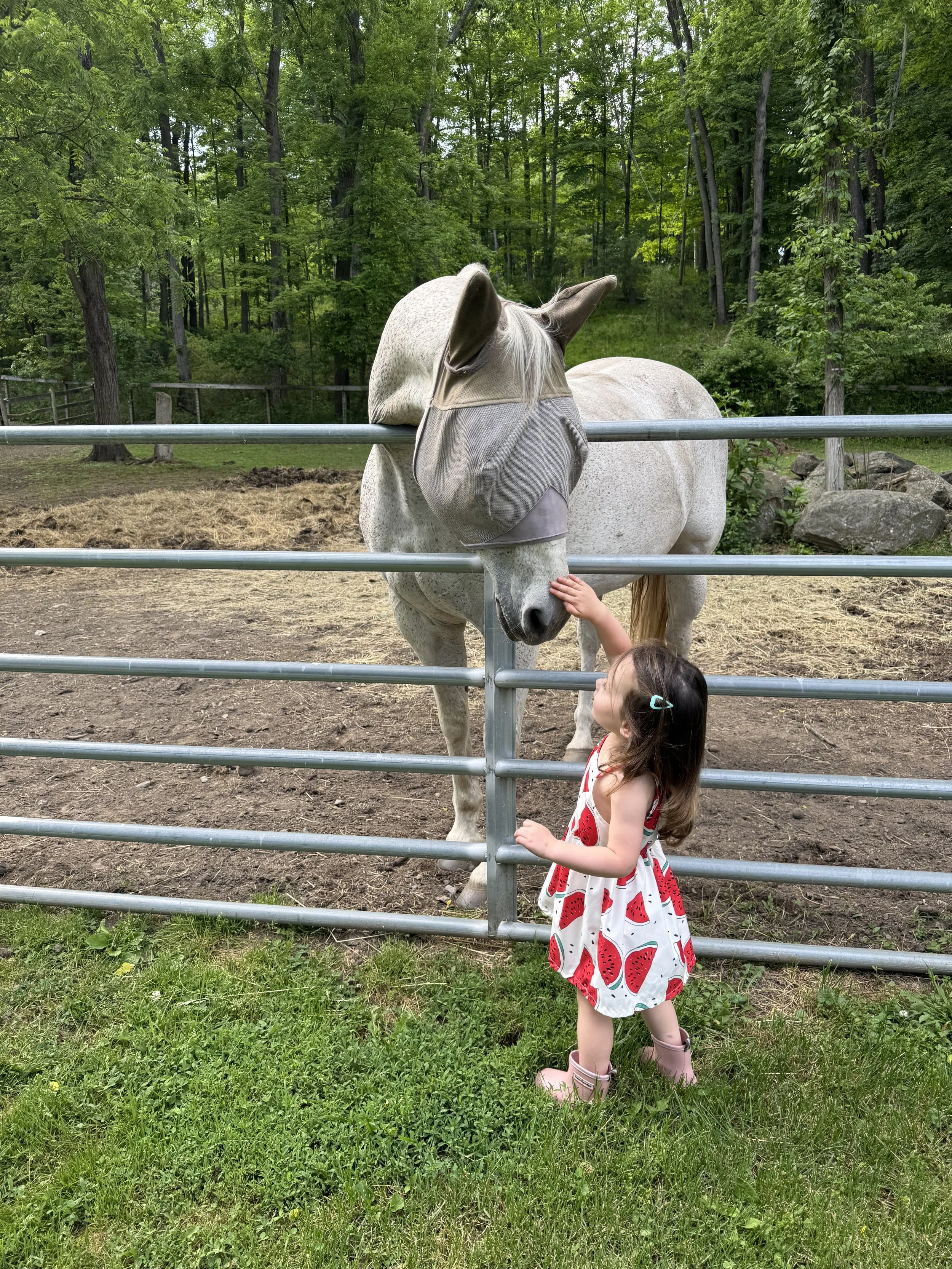 Child interacting with a horse during a hippotherapy session