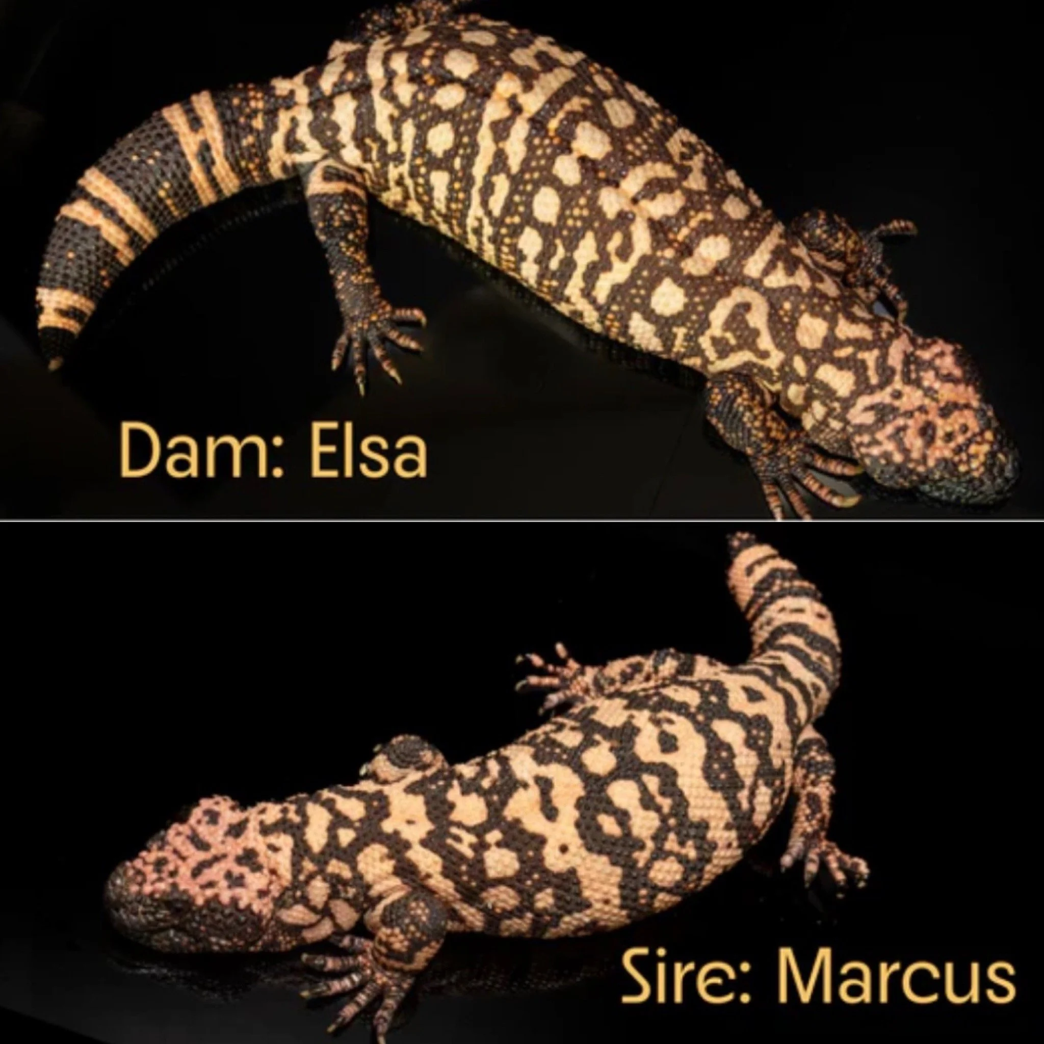 Two Gila Monsters with yellow and black patterned skin on a black background. Dam: Elsa, Sire: Marcus.