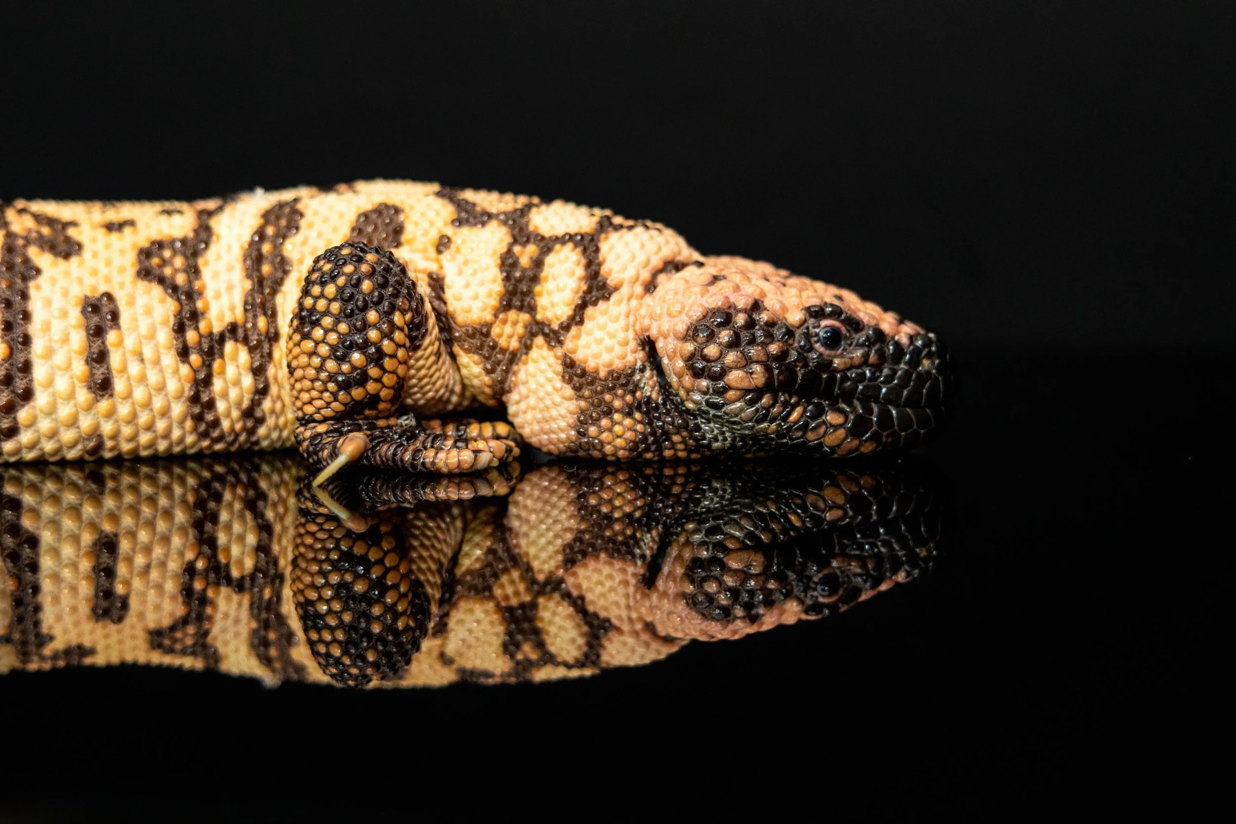 Close-up of a Gila monster lizard displaying black and orange scales on its body and head, with a black background and reflection of the lizard on a shiny surface.