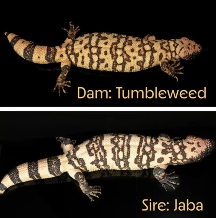 A collage of two Gila Monsters. The top lizard is labeled 'Dam: Tumbleweed,' and the bottom Gila is labeled 'Sire: Jaba.' Both have patterned skin, with Tumbleweed's being darker and Jaba's lighter. Both are more yellow than the average Gila Monster.