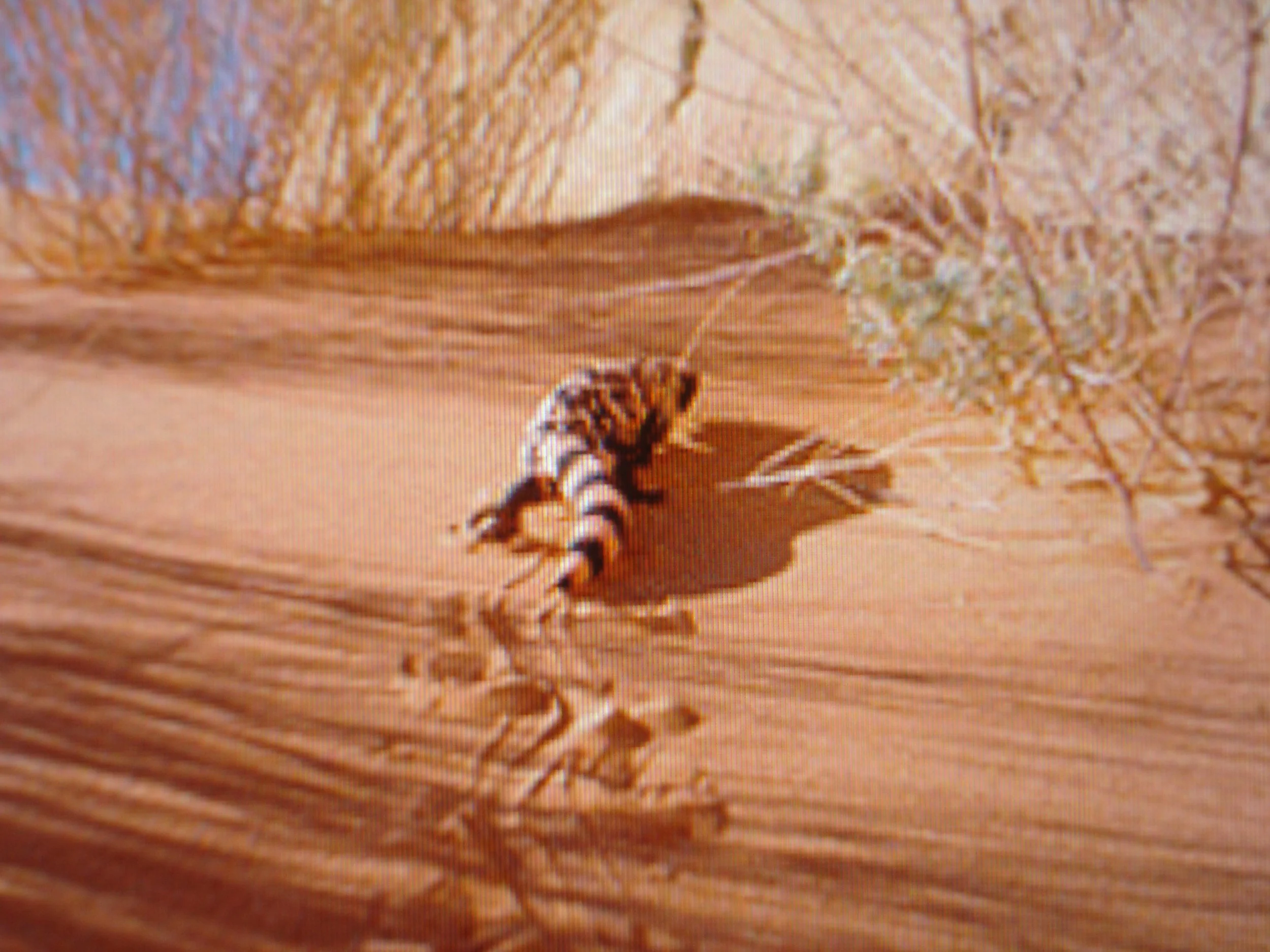 Close-up of a Gila Monster walking on a sandy surface with dried grass.