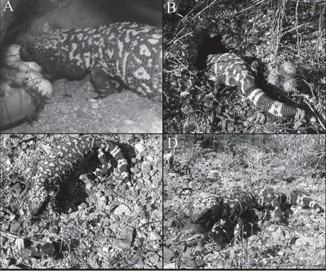 Sequence of four images showing Gila Monsters in their natural habitat, moving through soil and vegetation.