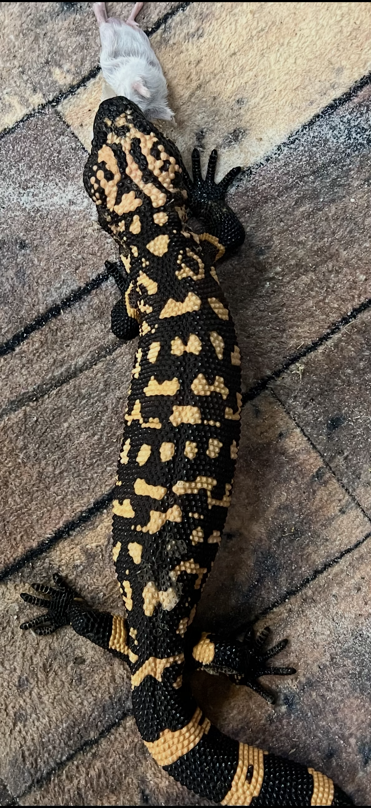 A large, colorful Gila Monster with black and yellow patterned scales on a tiled floor, approaching a small white mouse.