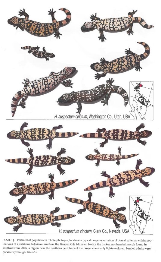 Collection of various photos showing different populations of H. suspectum cinctum, a banded gila monster, with a map of Utah and Nevada indicating distribution areas.