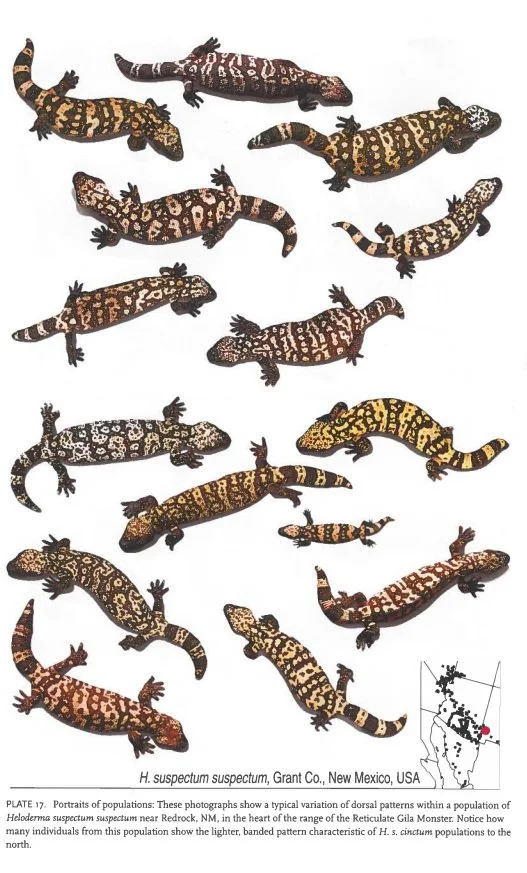 Collection of 14 different Heloderma suspectum lizard specimens with various dorsal pattern variations, along with a small map of Grant County, New Mexico, USA, indicating the population data.