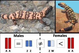 Comparison chart of male and female Gila Monsters.