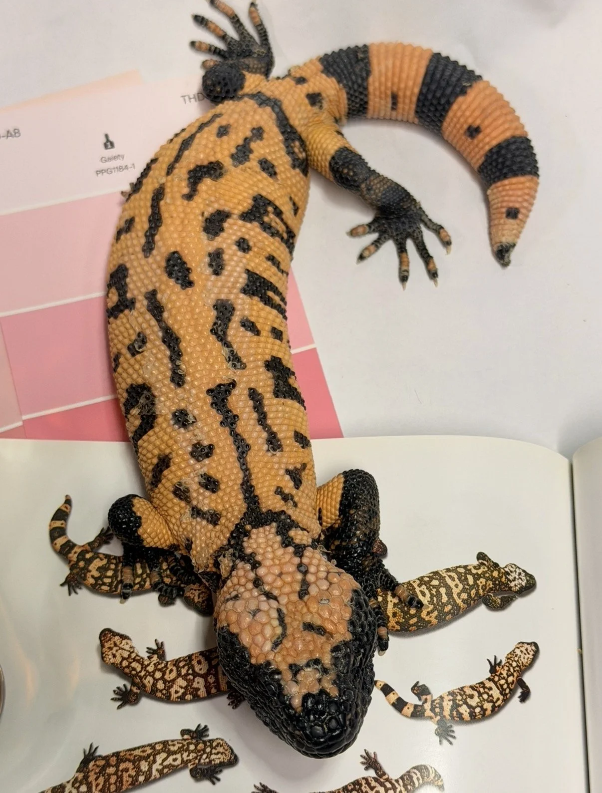 A Gila Monster lizard with orange and black patterns lying on a white surface with some color reference cards and papers around it.