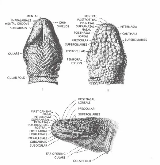 Diagram of a reptile's head showcasing different anatomical parts with labels for dorsal, ventral, and lateral views